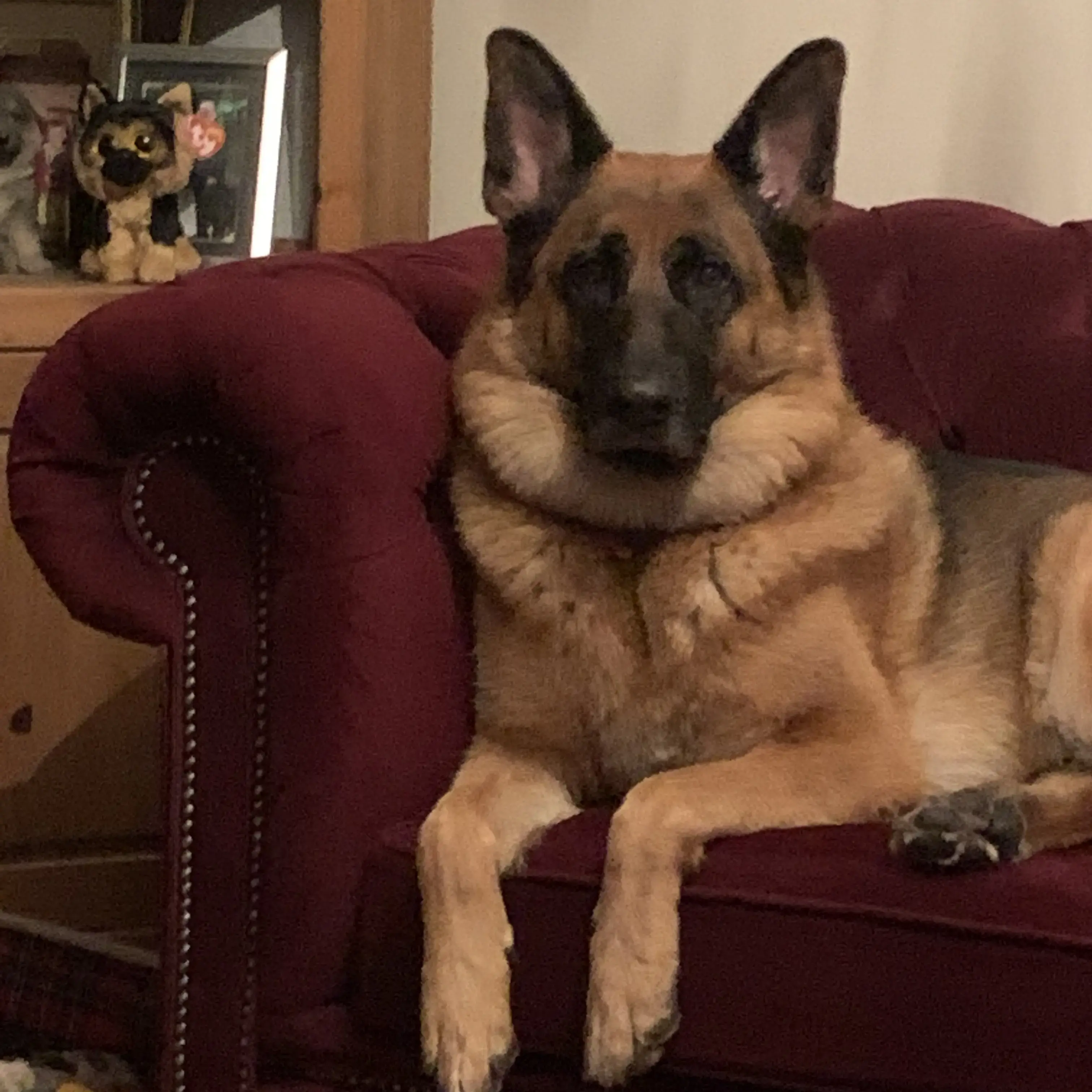 German Shepherd Dog