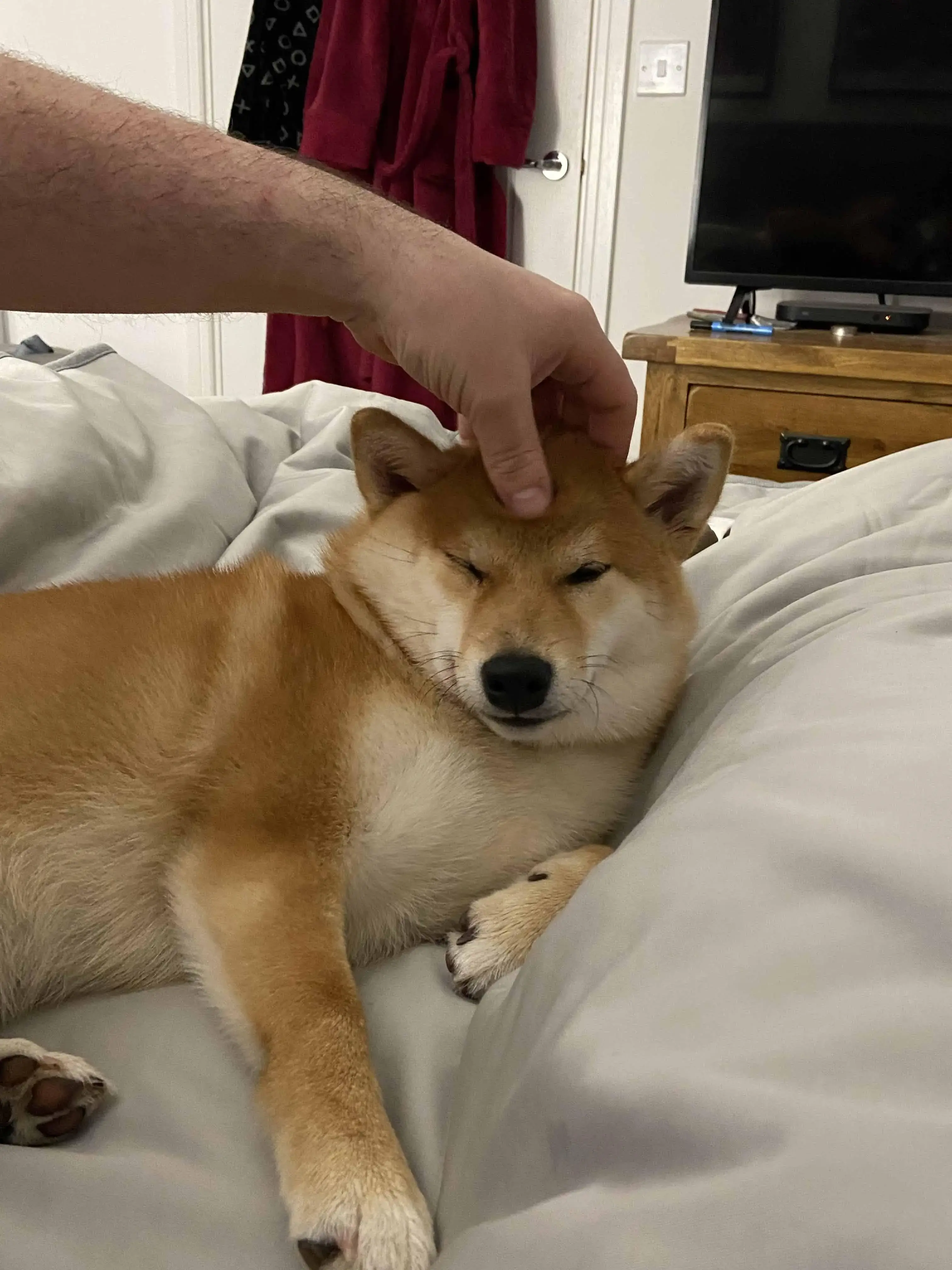 Japanese Shiba Inu