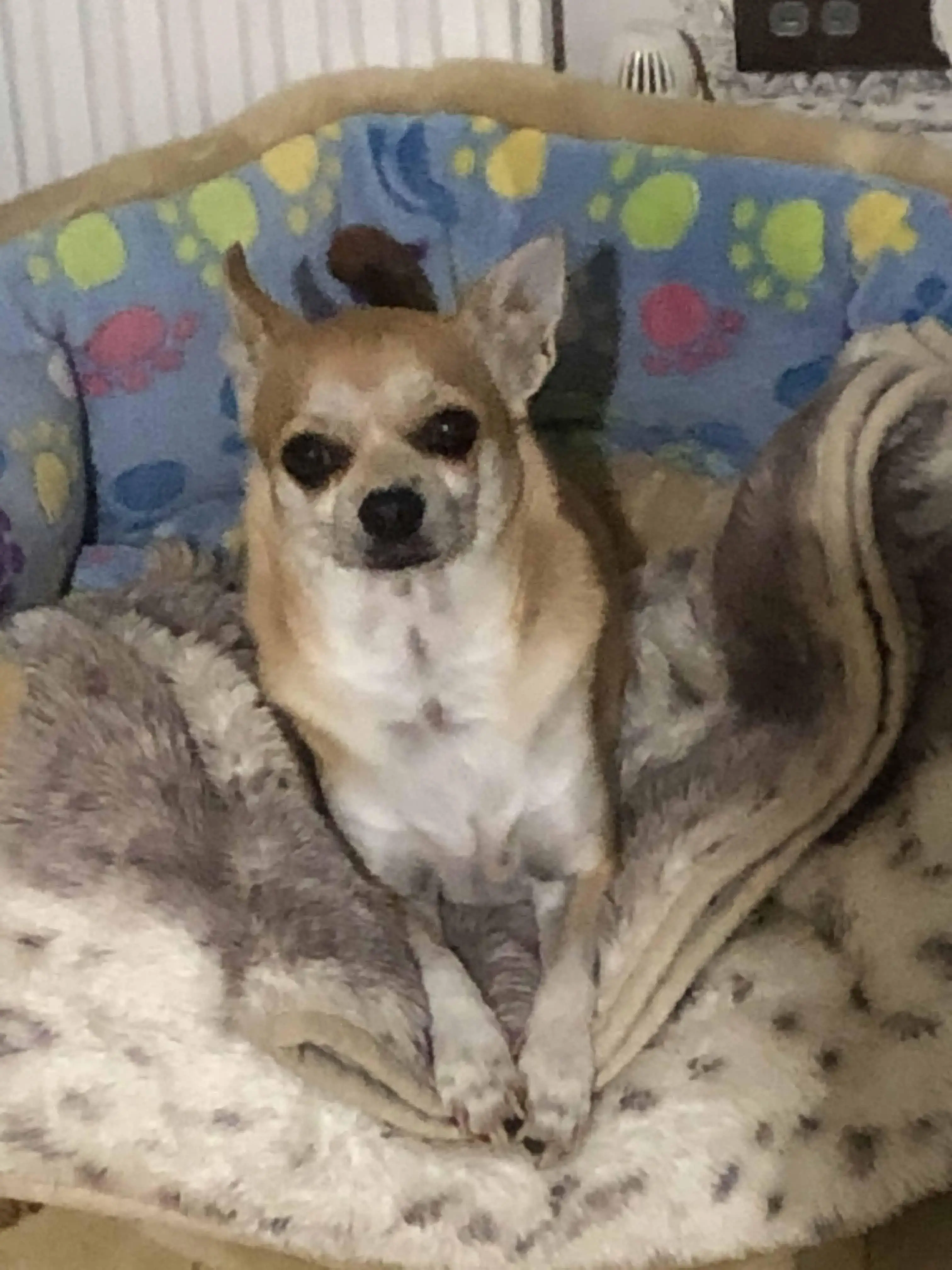 Chihuahua (Smooth Coat)