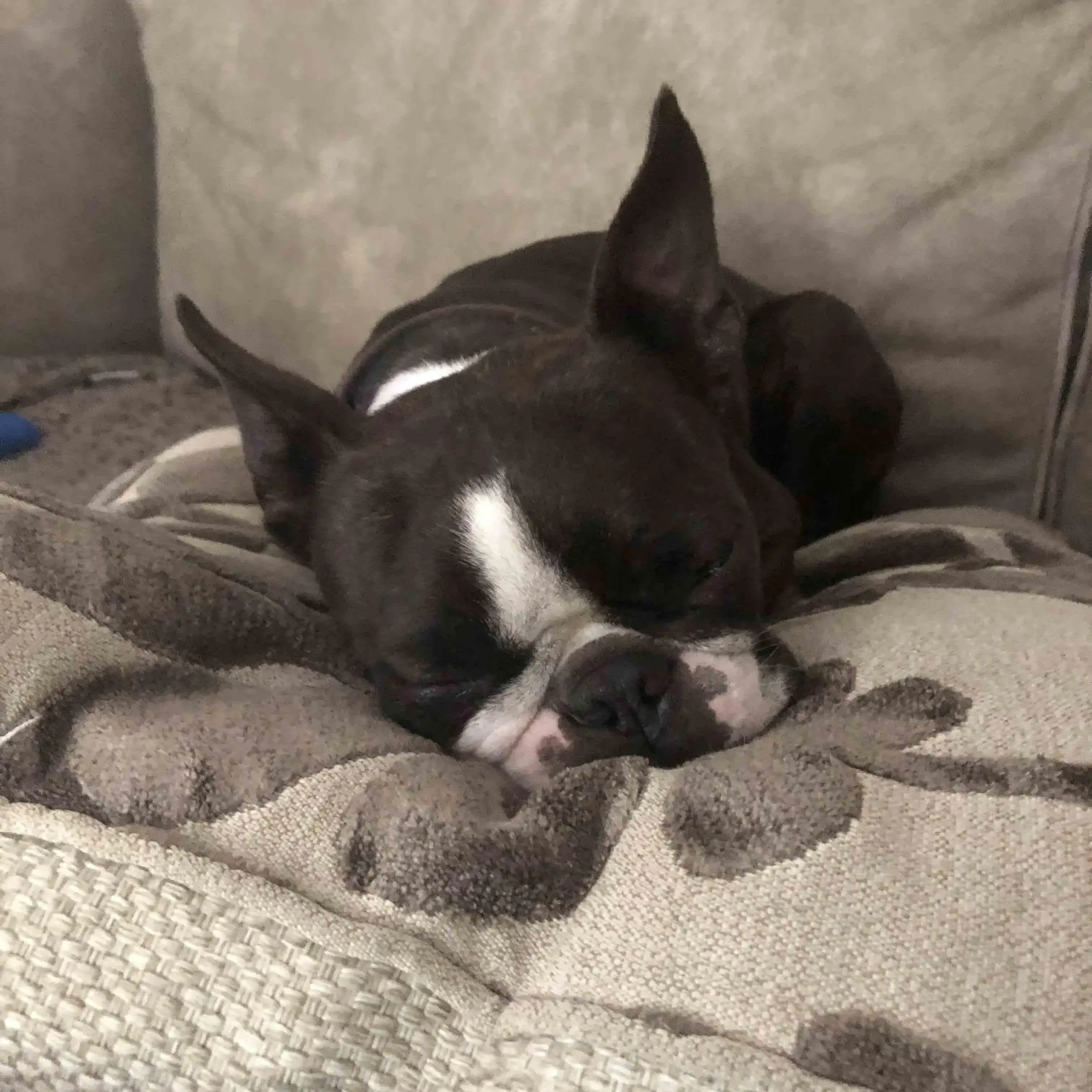 Boston Terrier