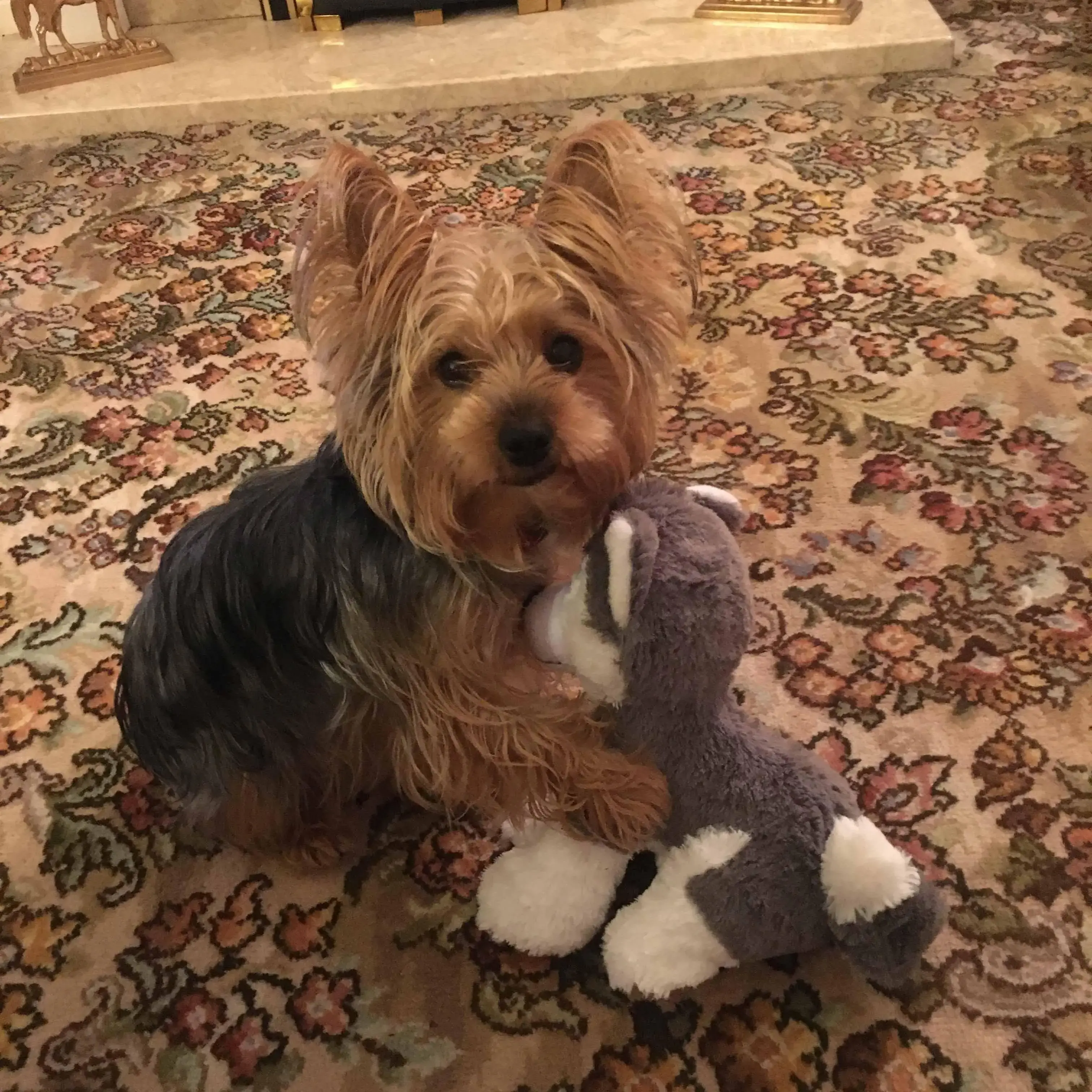 Yorkshire Terrier