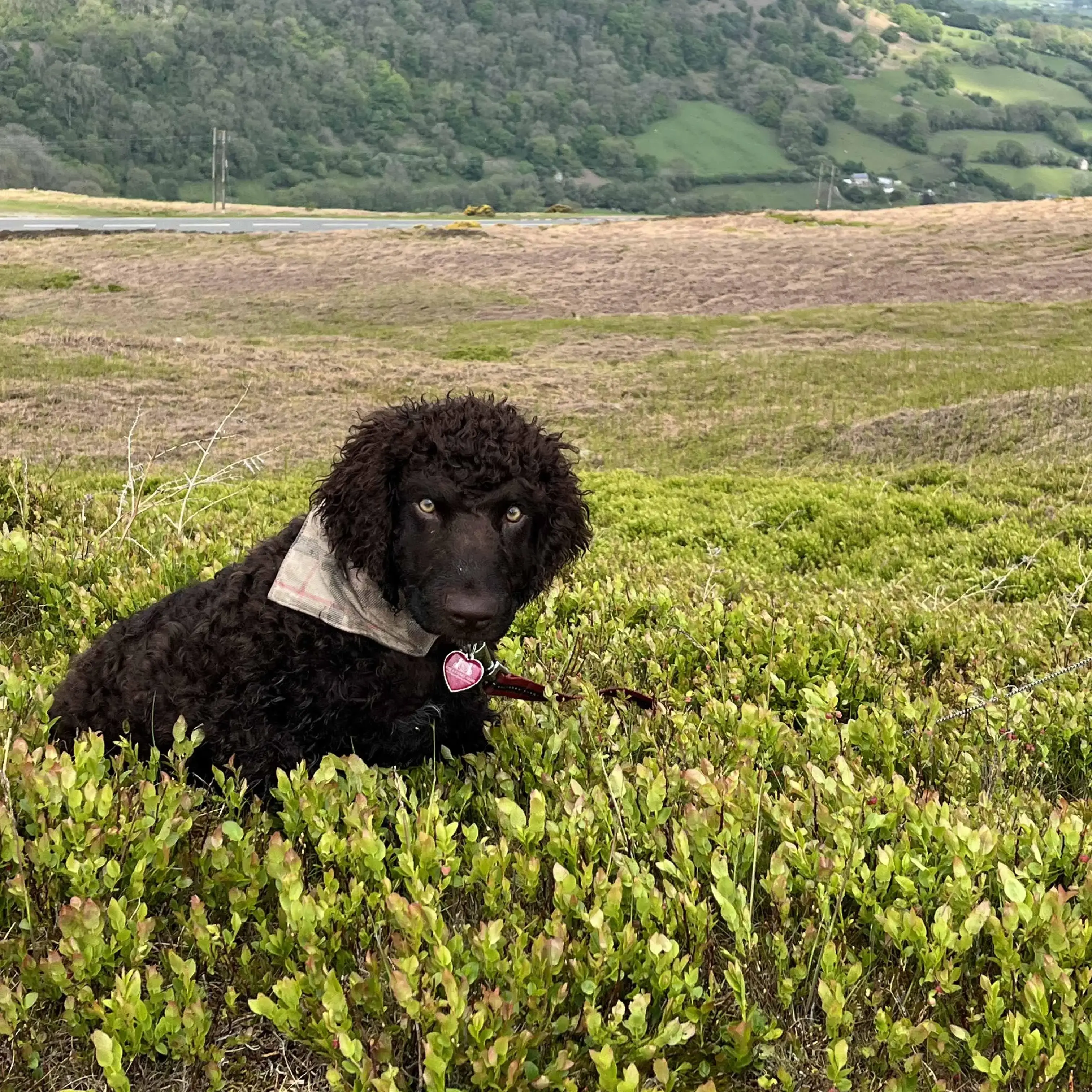 Irish Water Spaniel