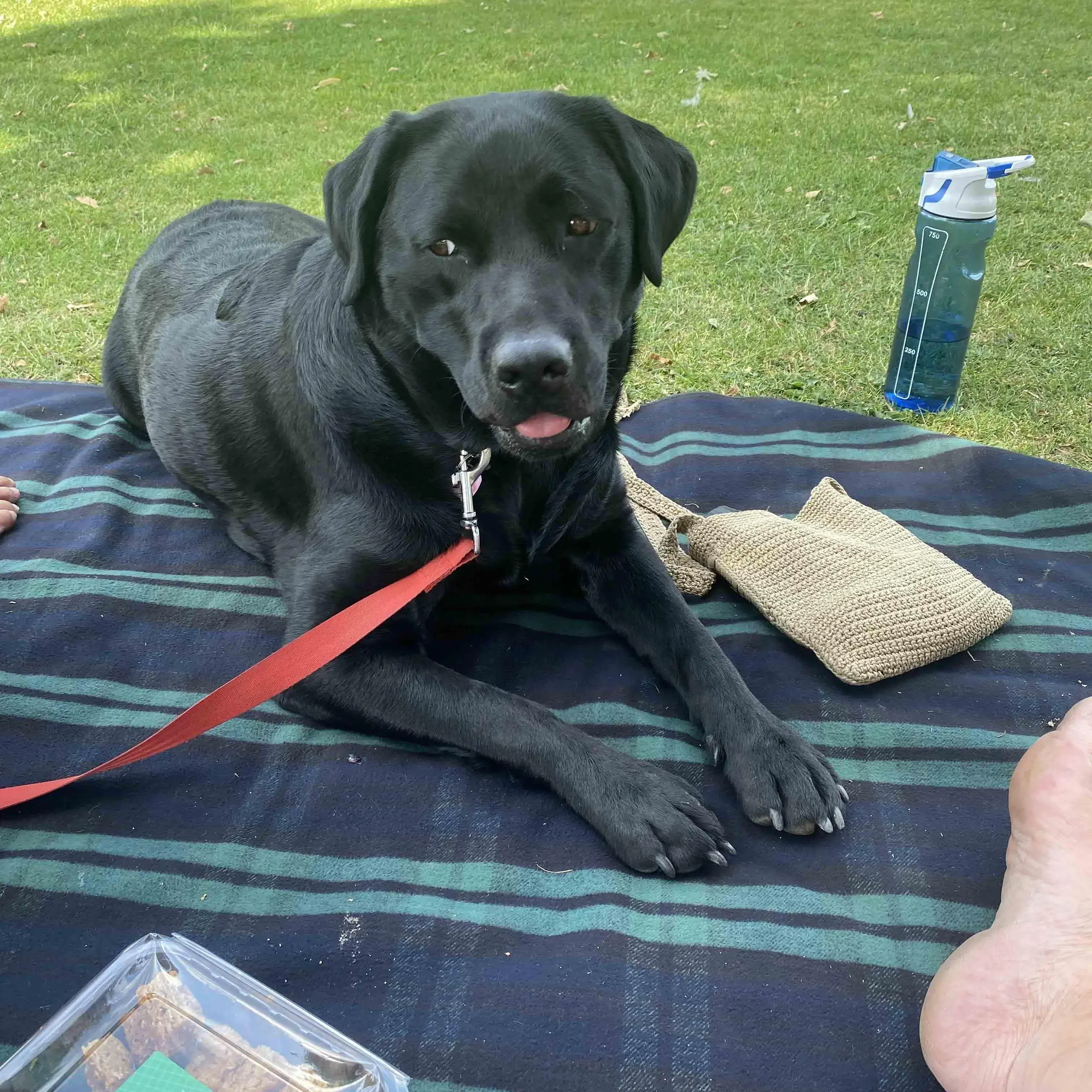 Labrador Retriever