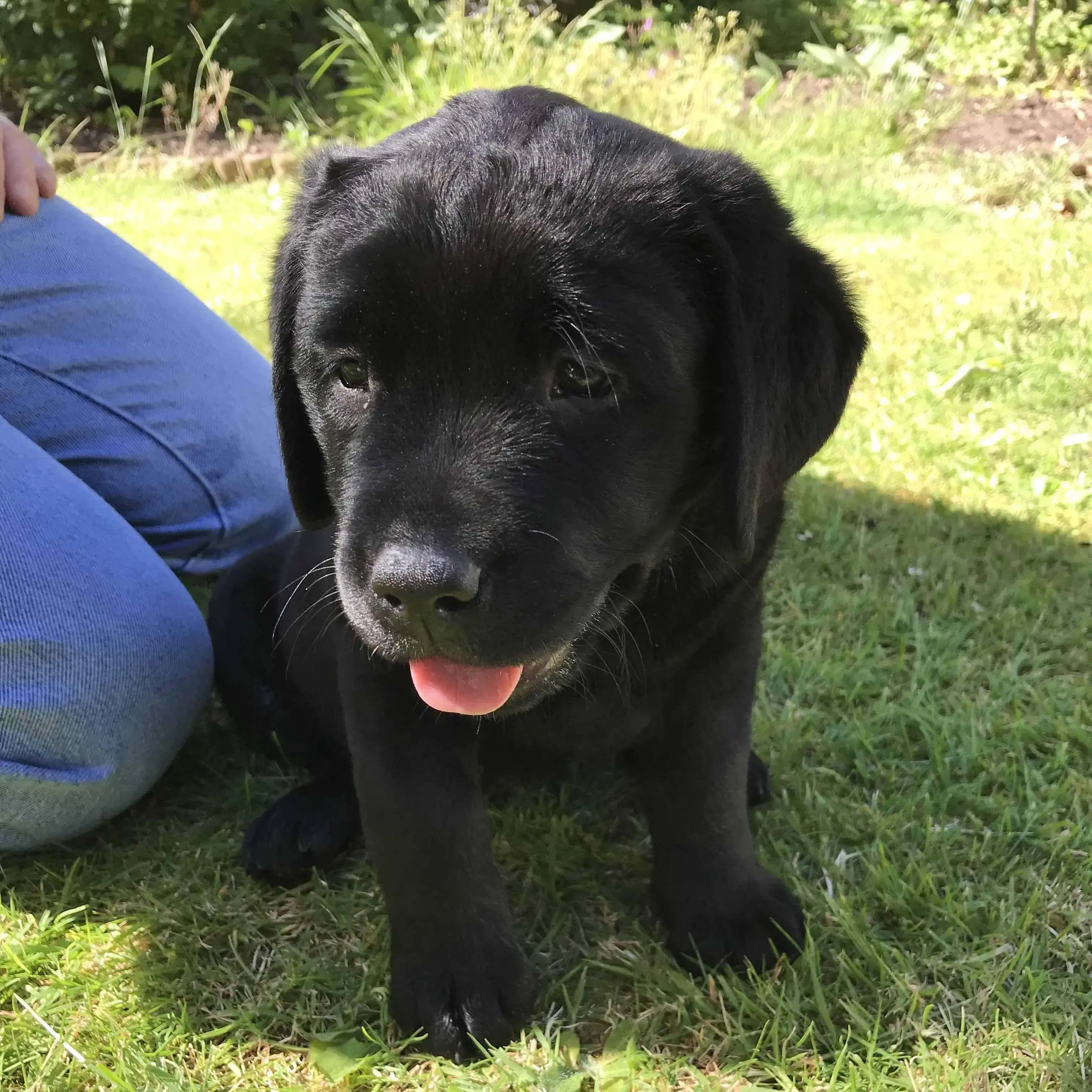 Labrador Retriever