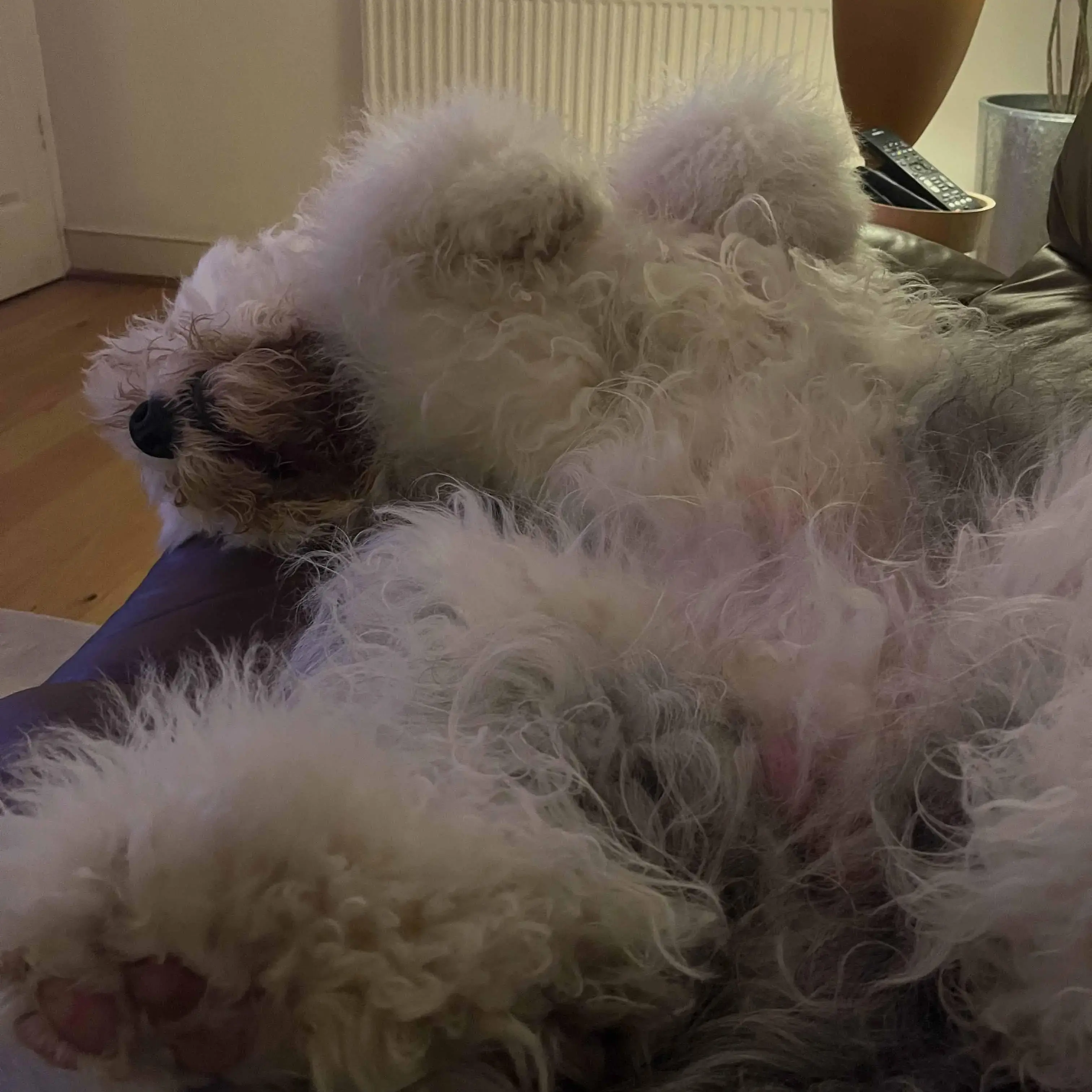 Old English Sheepdog