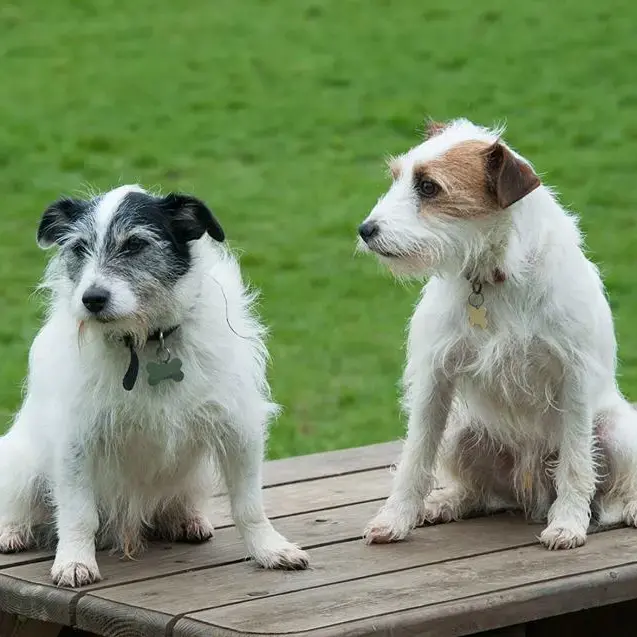 Parson Russell Terrier