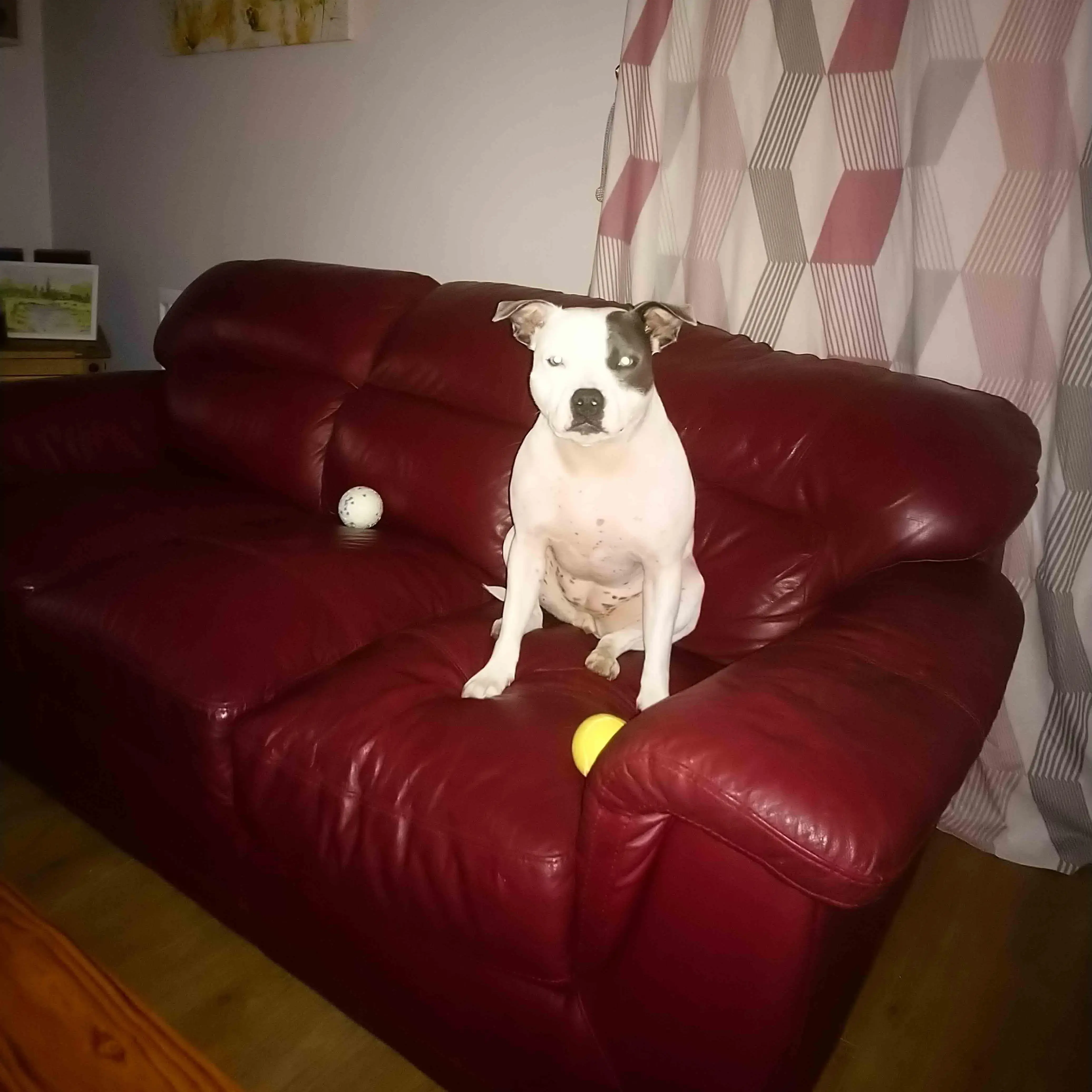 Staffordshire bull terrier