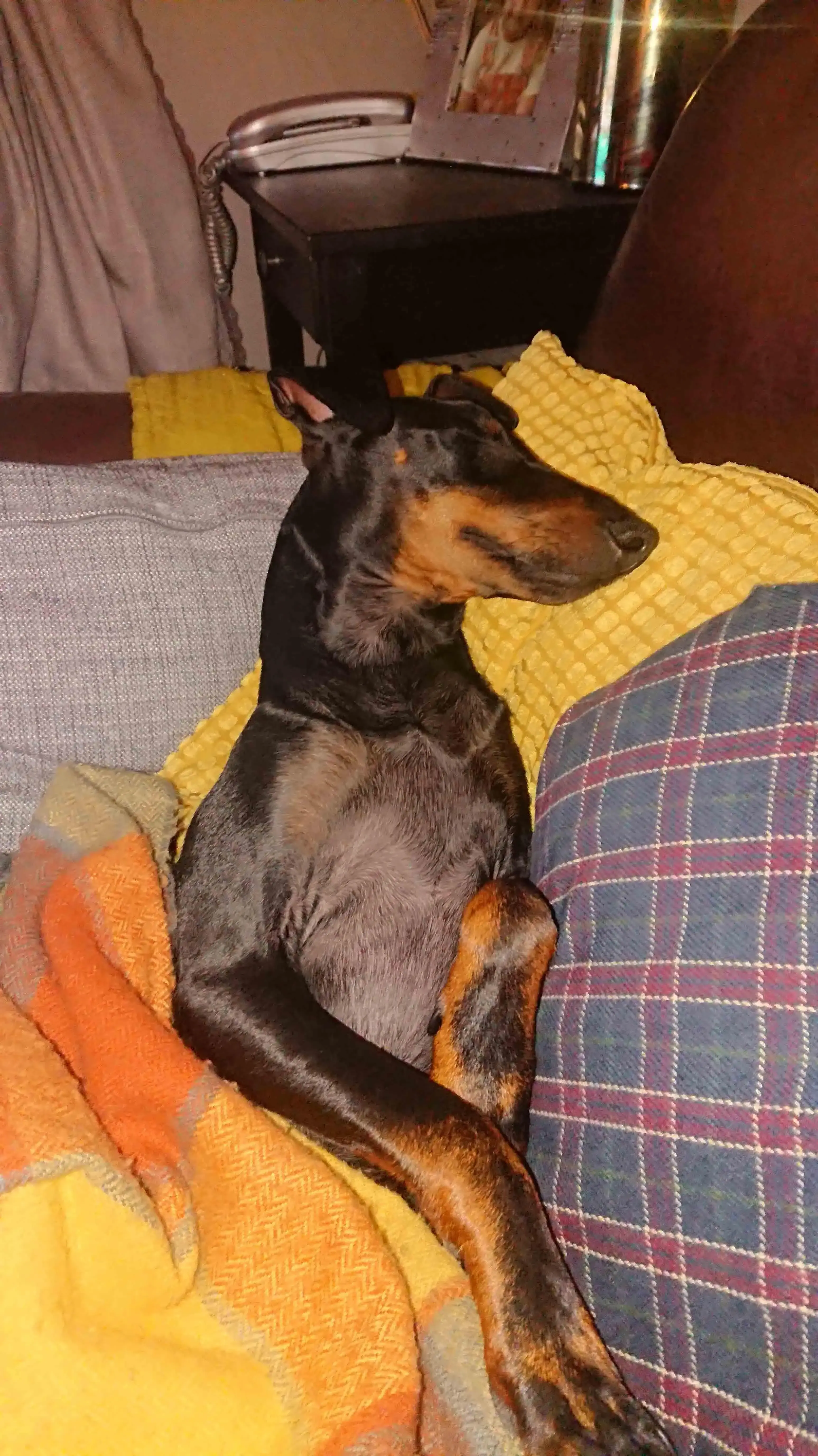 Manchester Terrier