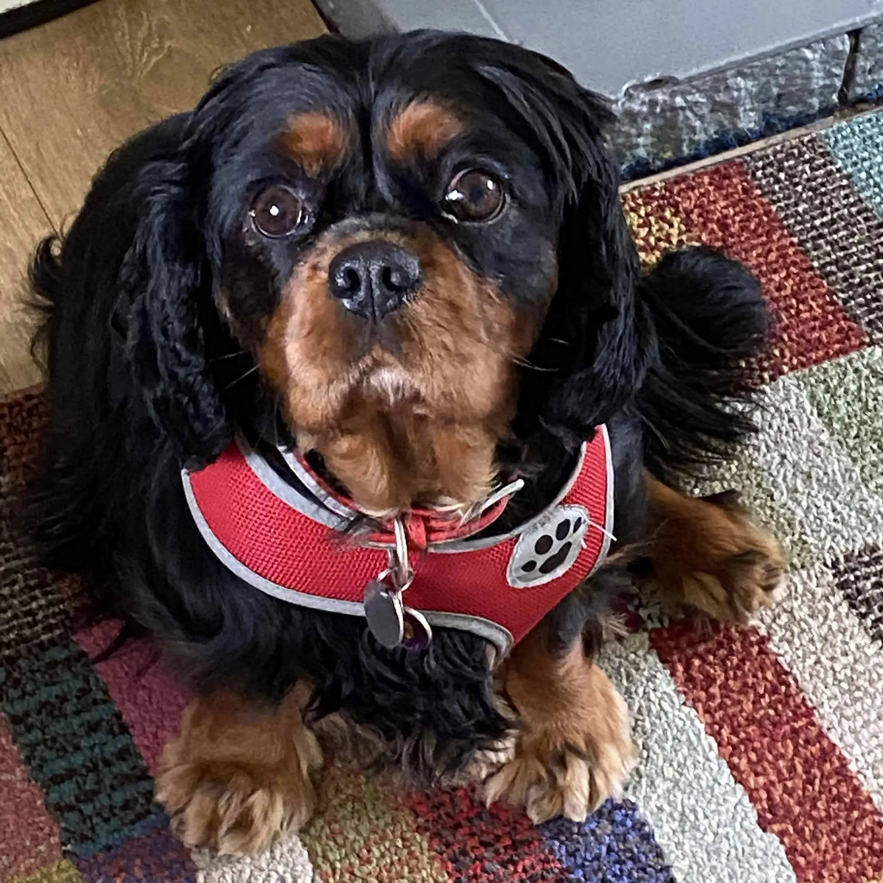 King Charles Spaniel