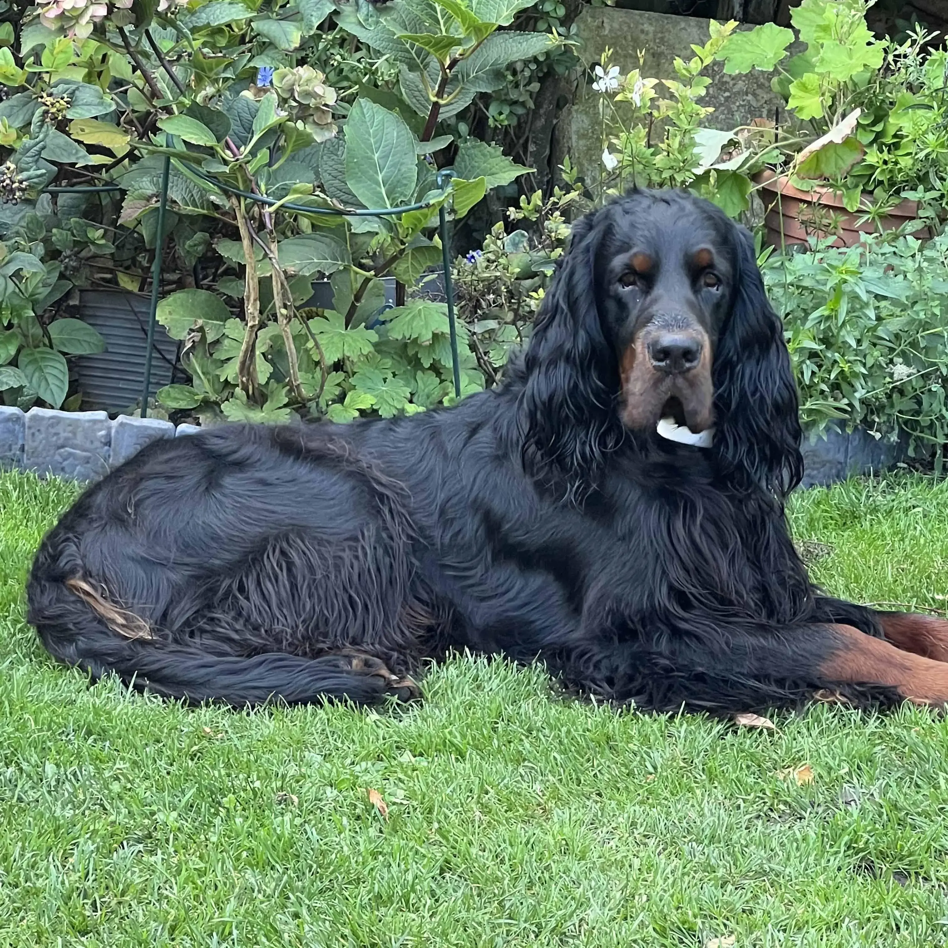 Gordon Setter