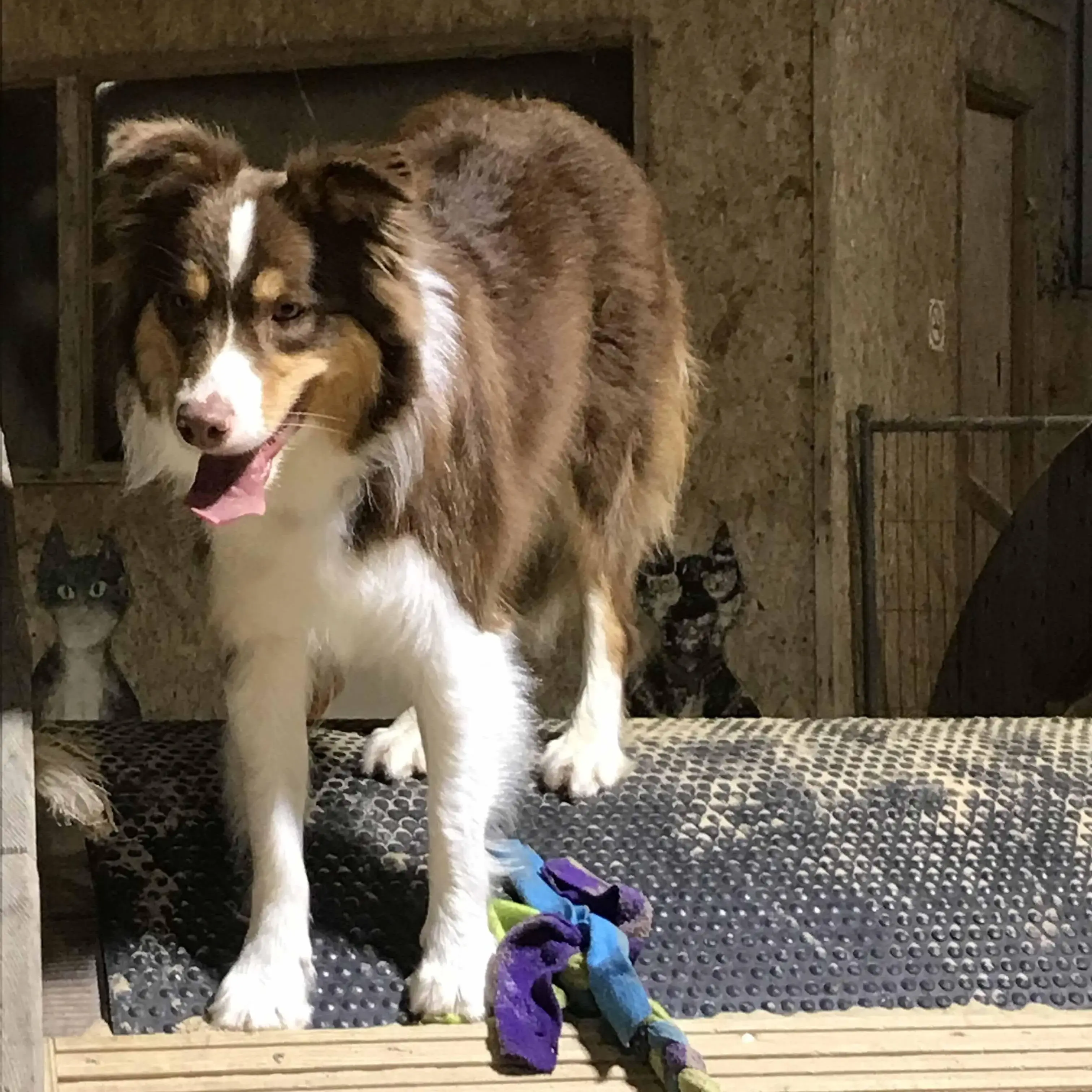 Border Collie