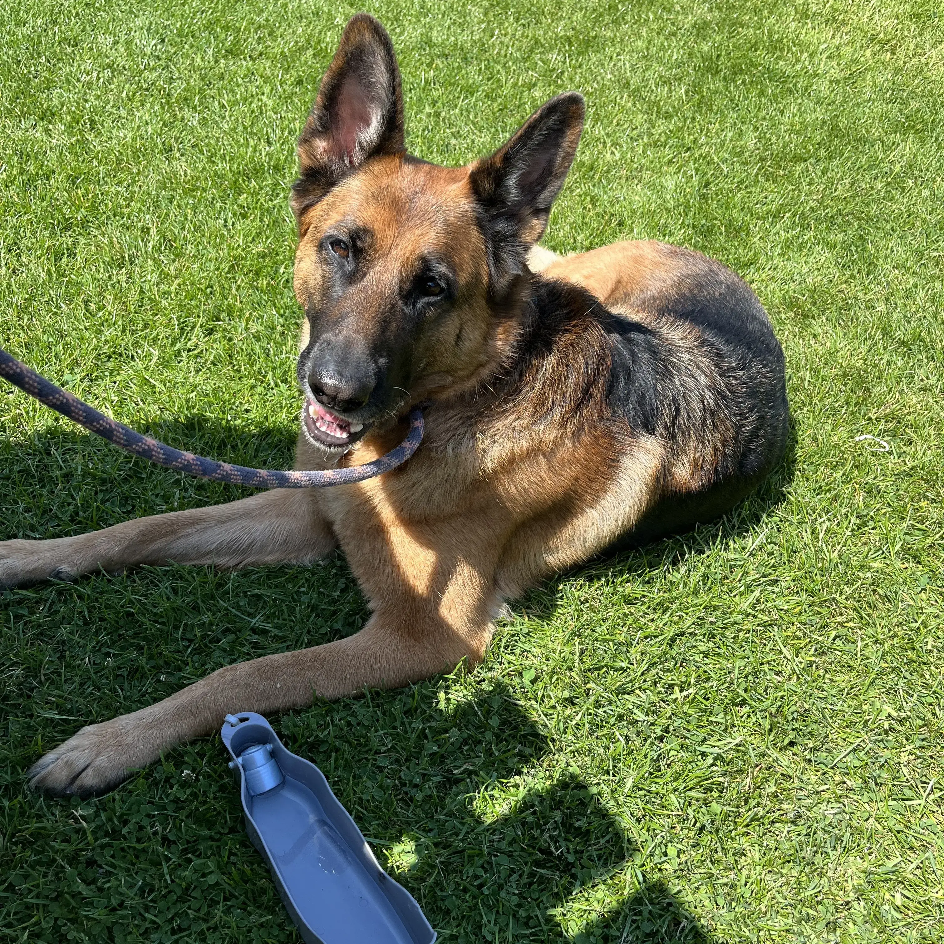German Shepherd Dog