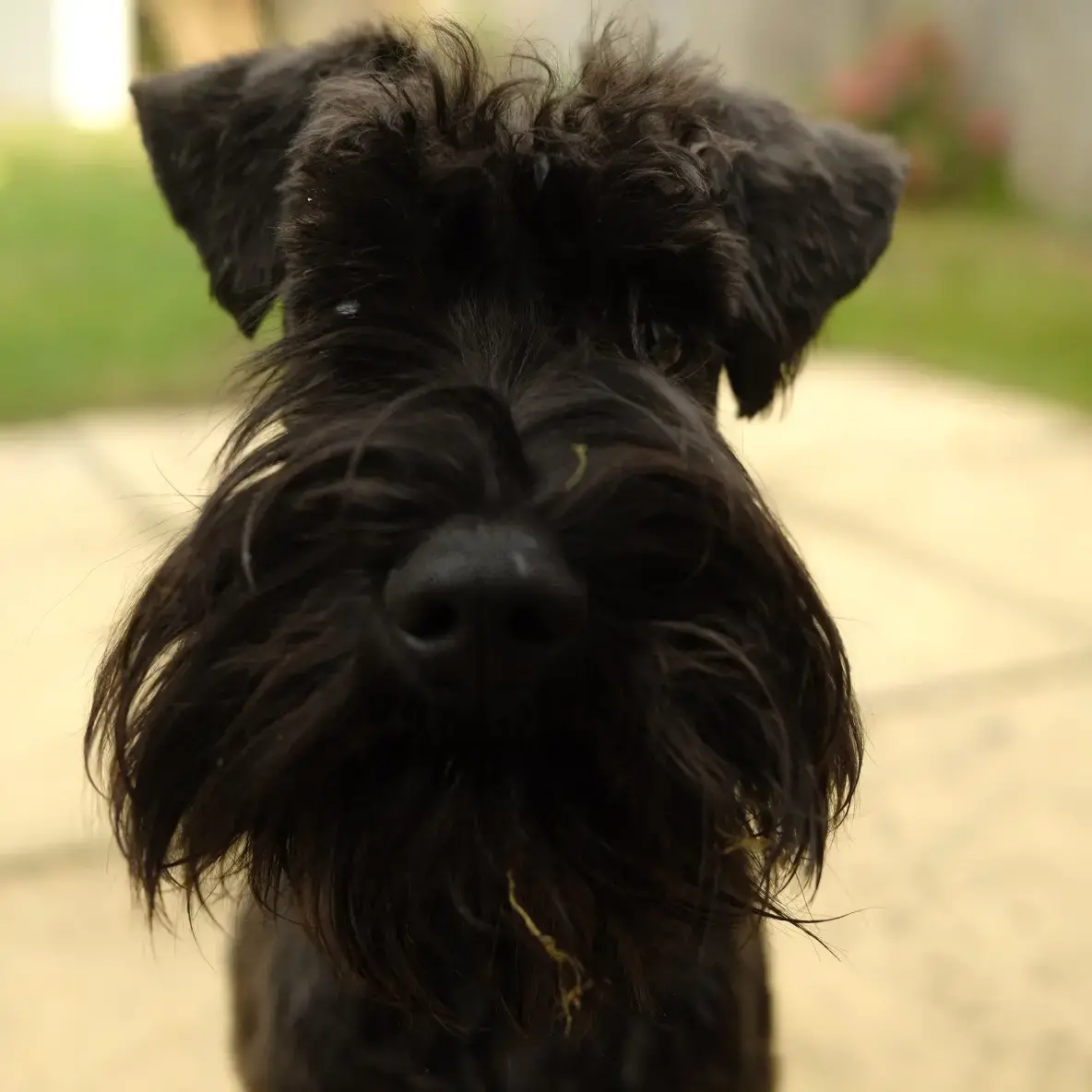 Schnauzer (Miniature)