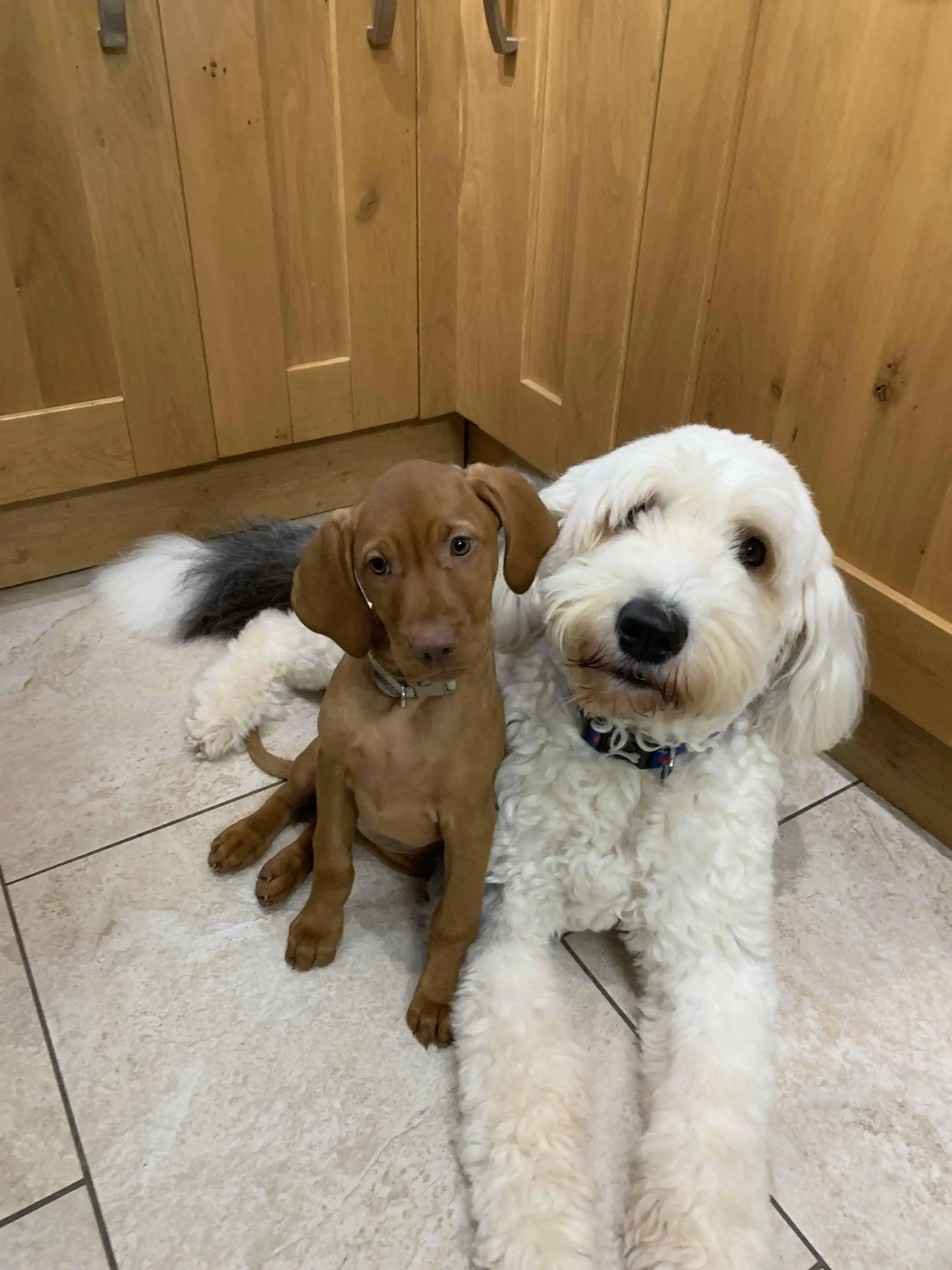 Old English Sheepdog
