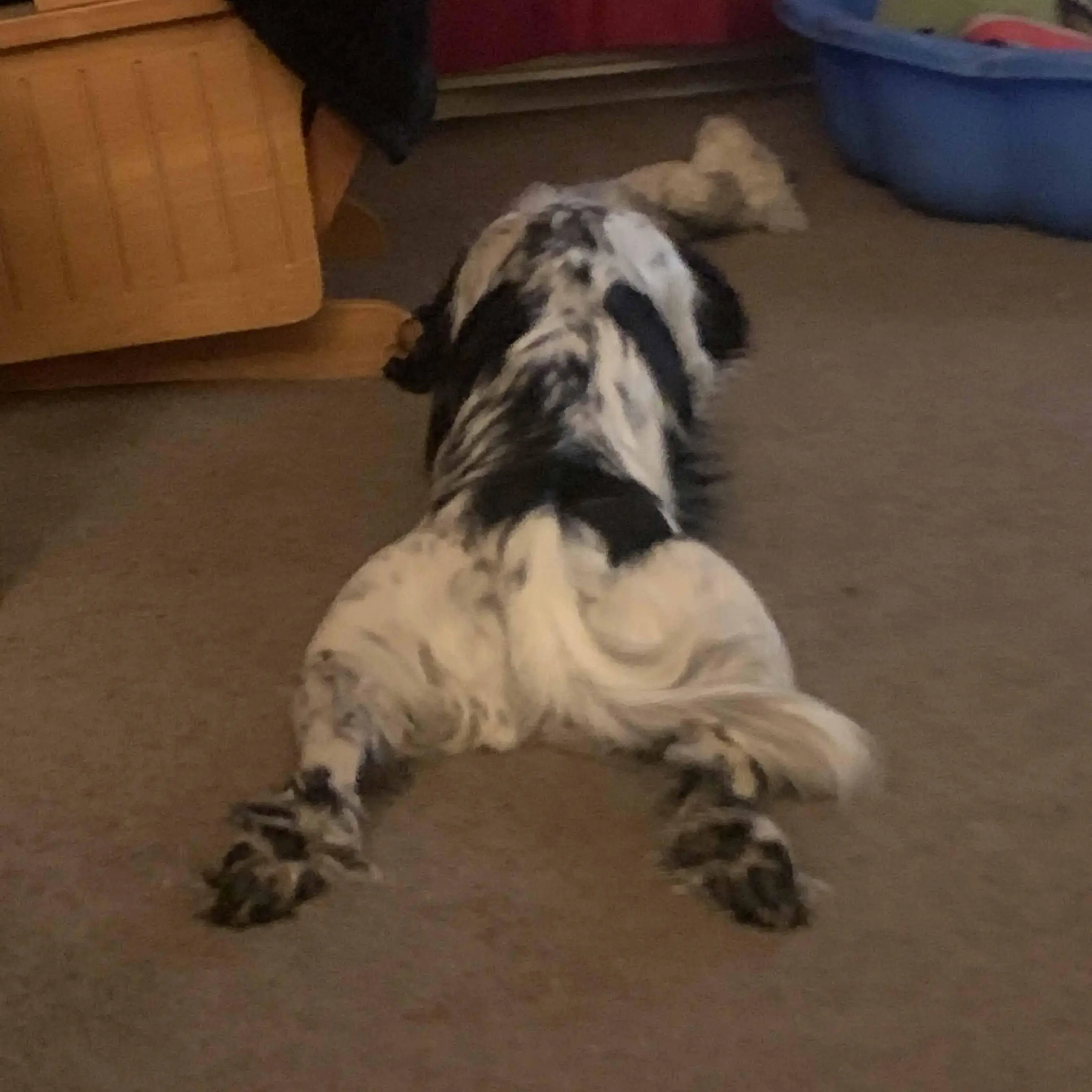 Cocker Spaniel (English)