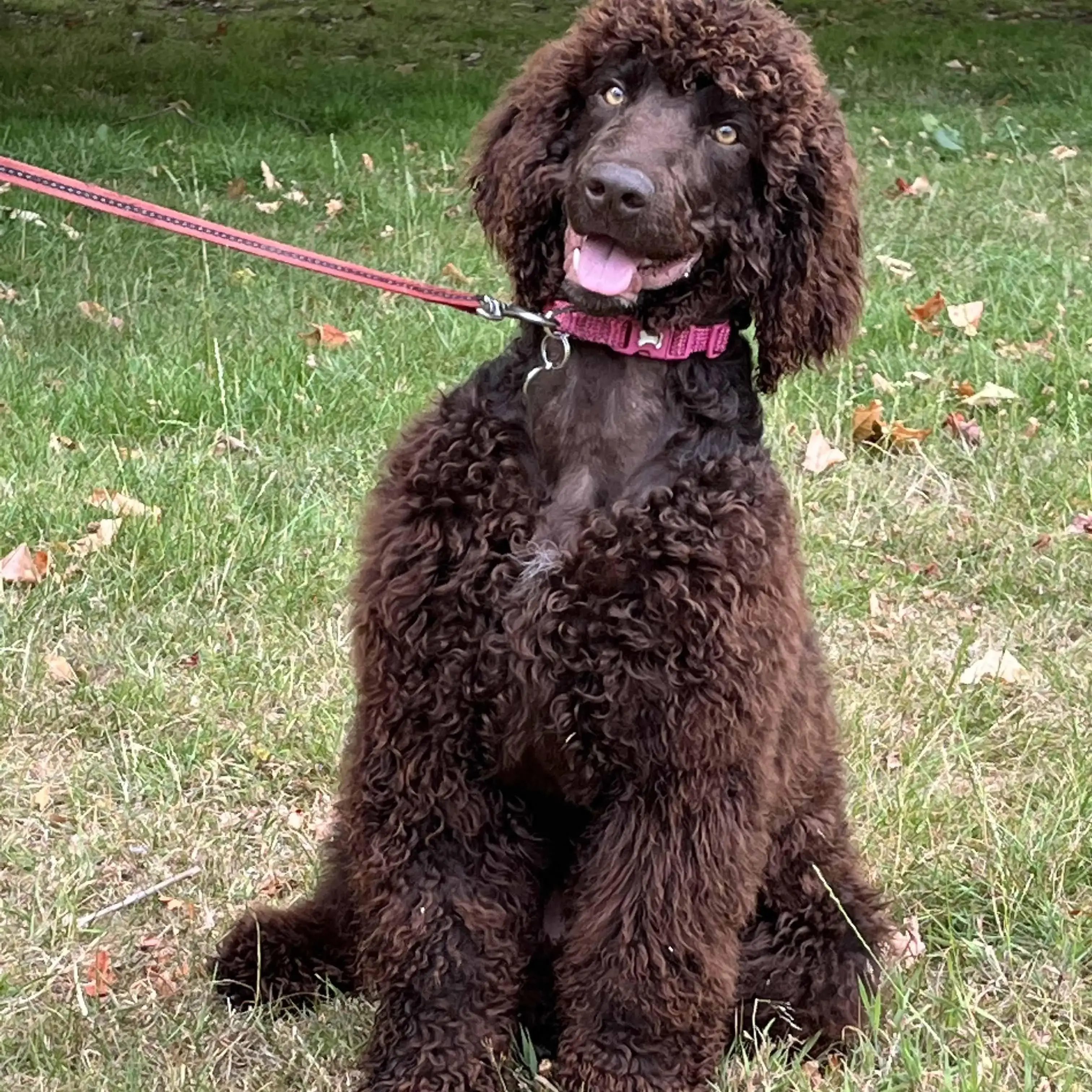 Irish Water Spaniel