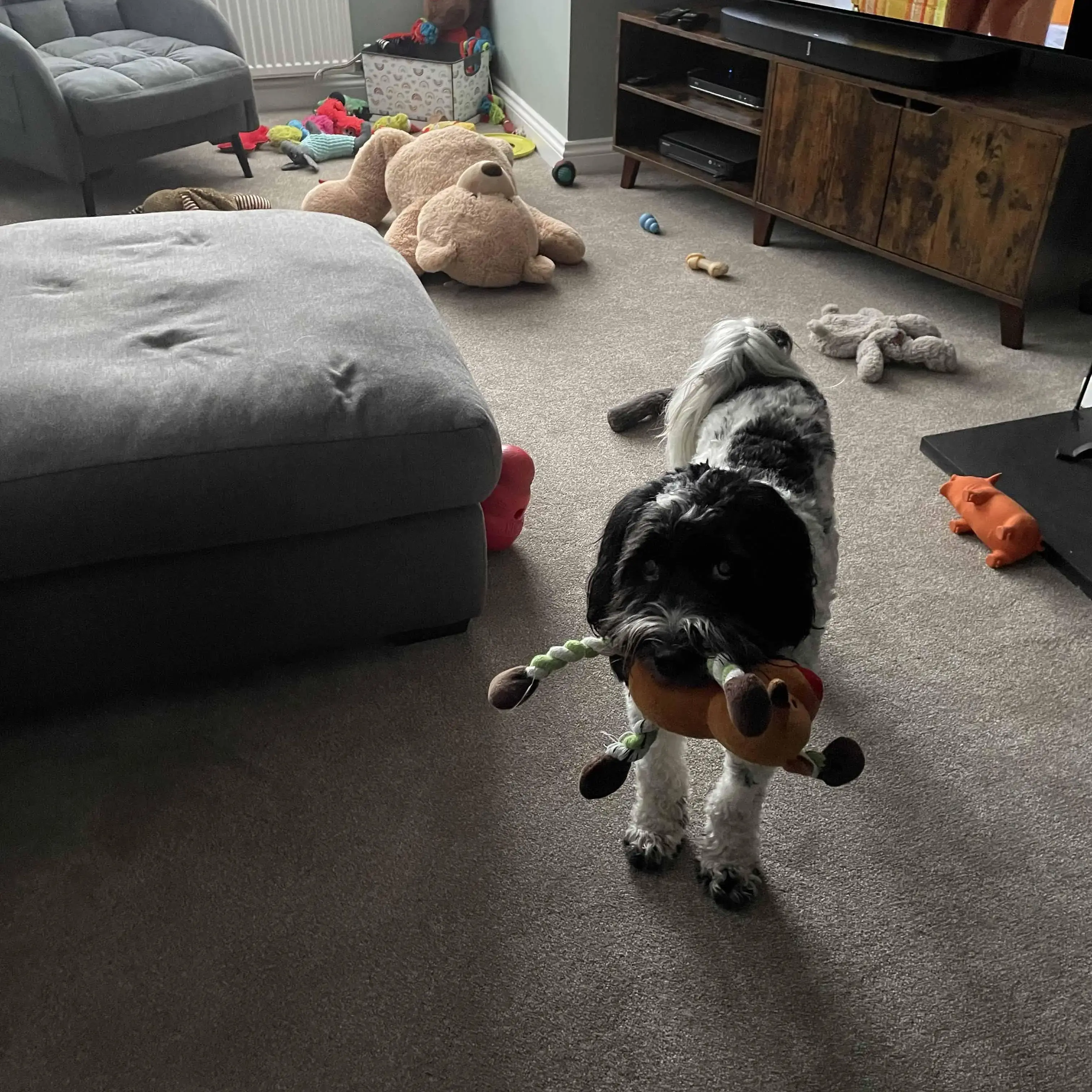 Tibetan Terrier