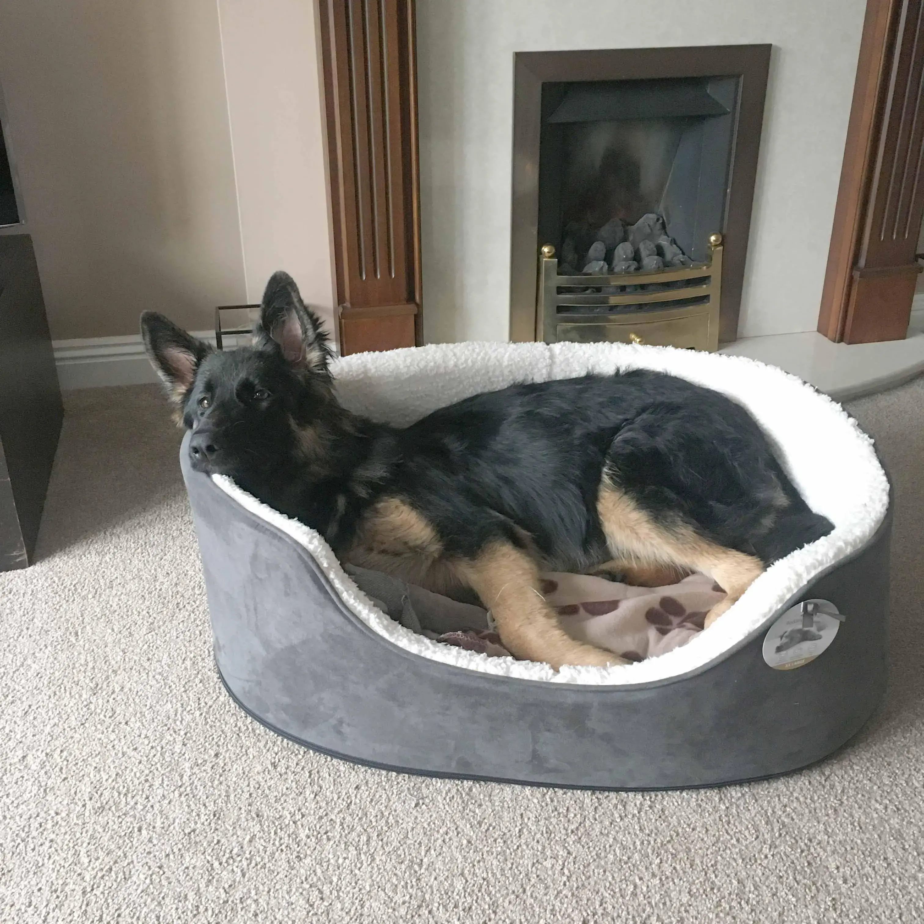 German Shepherd Dog