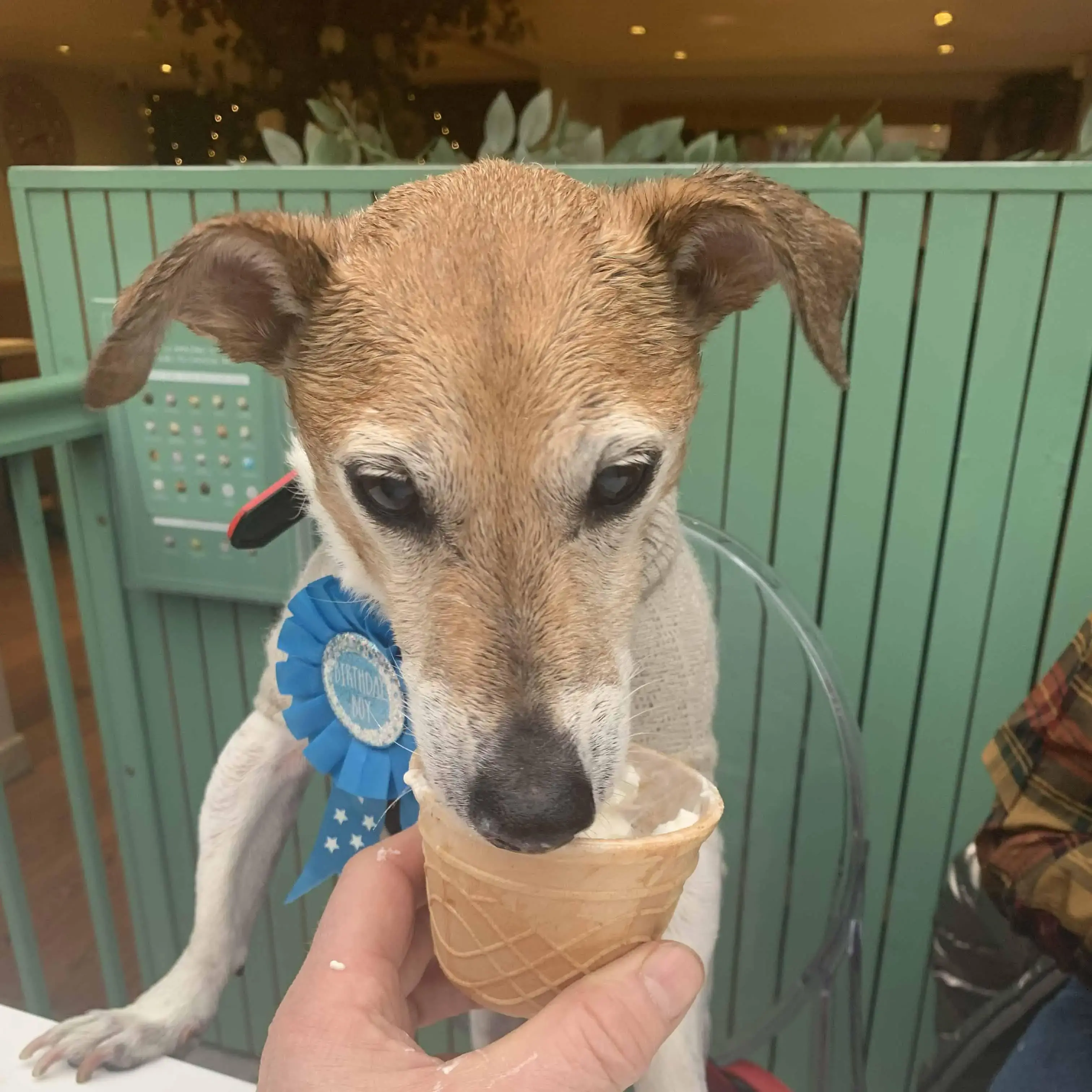 Jack Russell Terrier