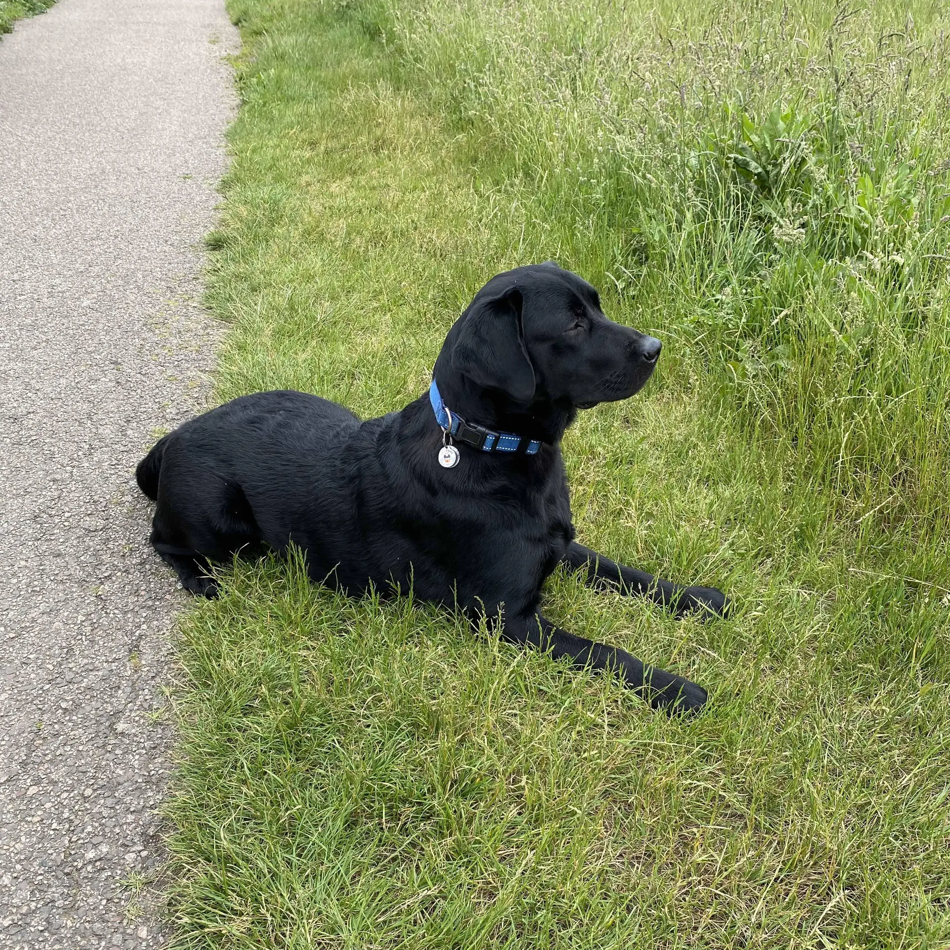 Labrador Retriever