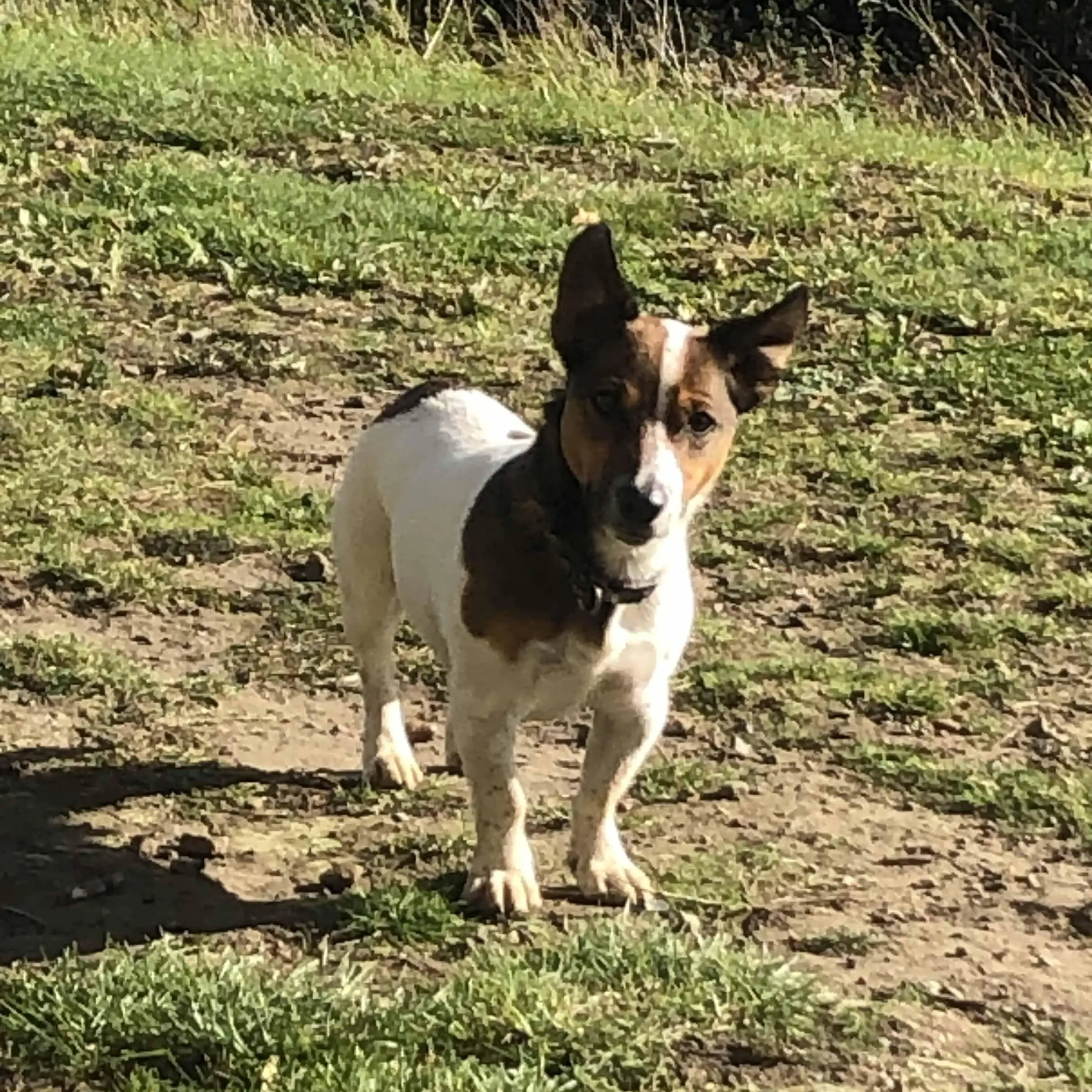 Jack Russell Terrier