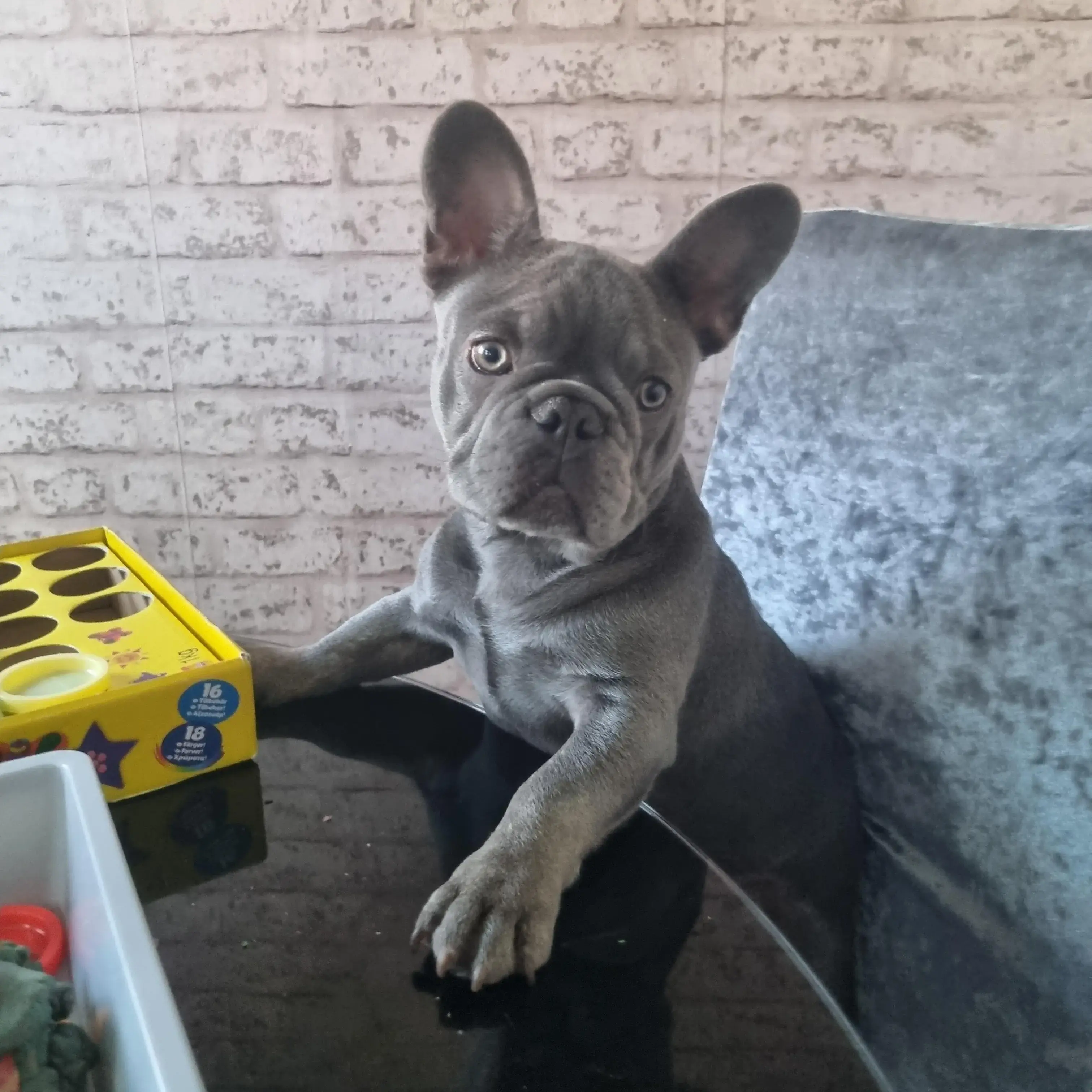 French Bulldog