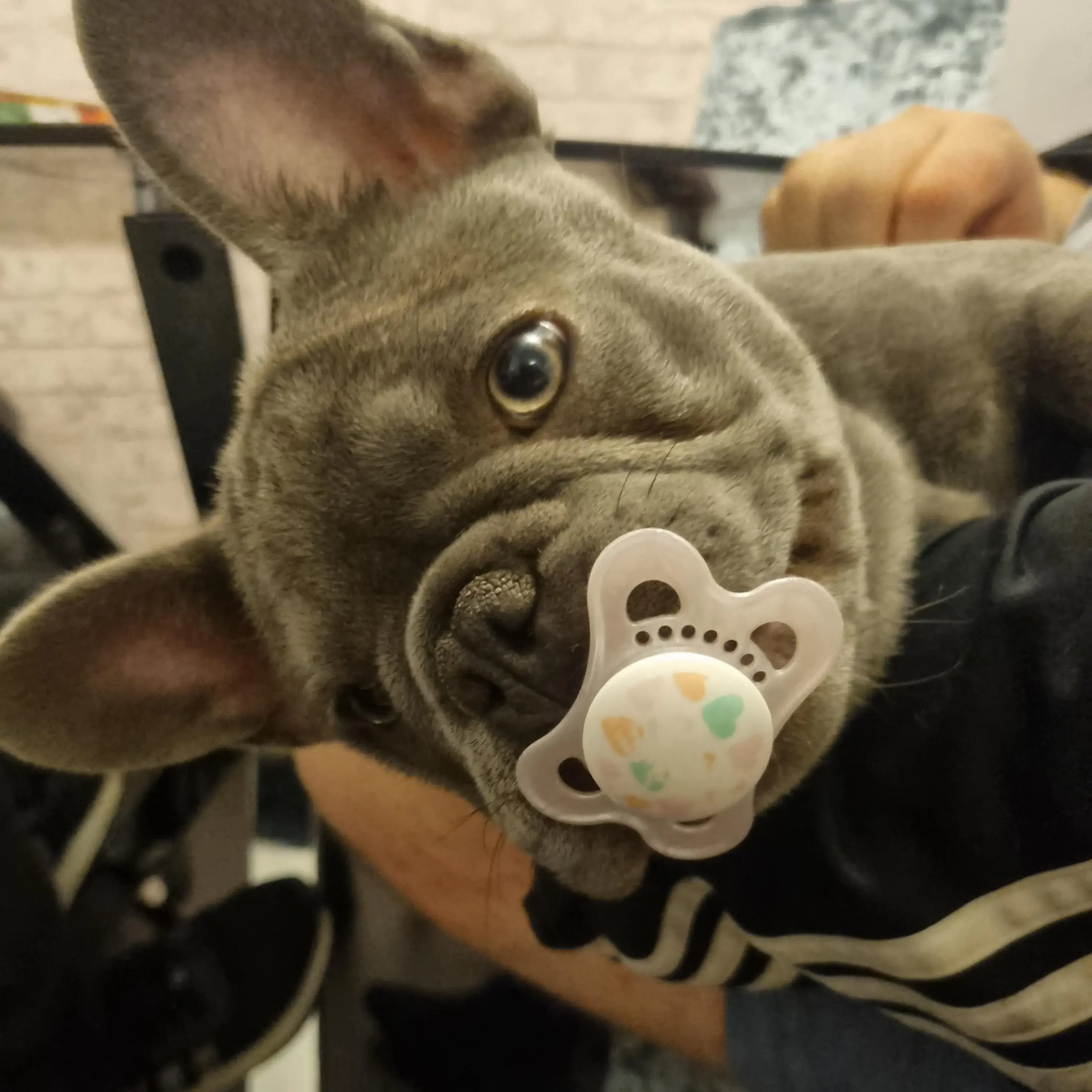 French Bulldog