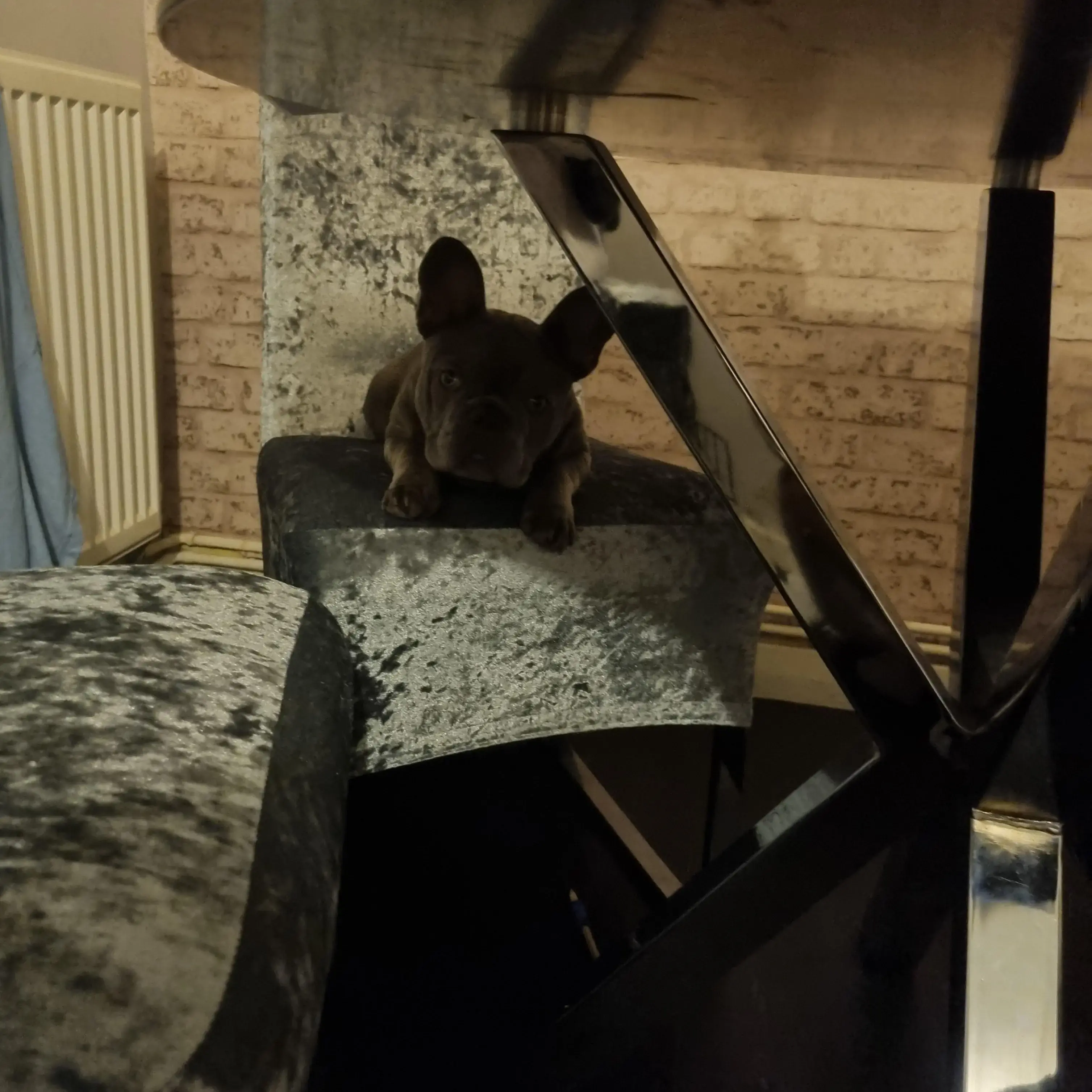 French Bulldog