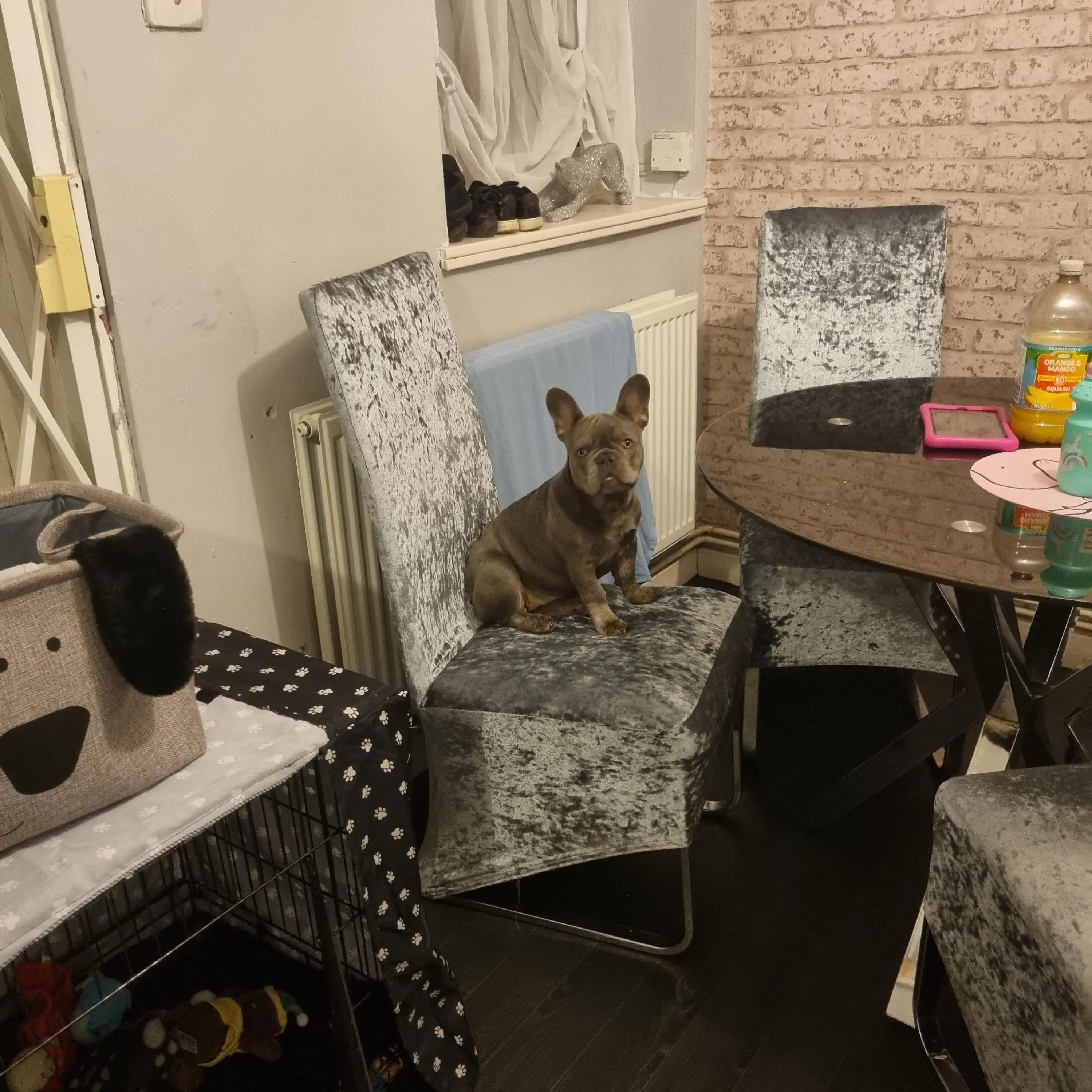 French Bulldog