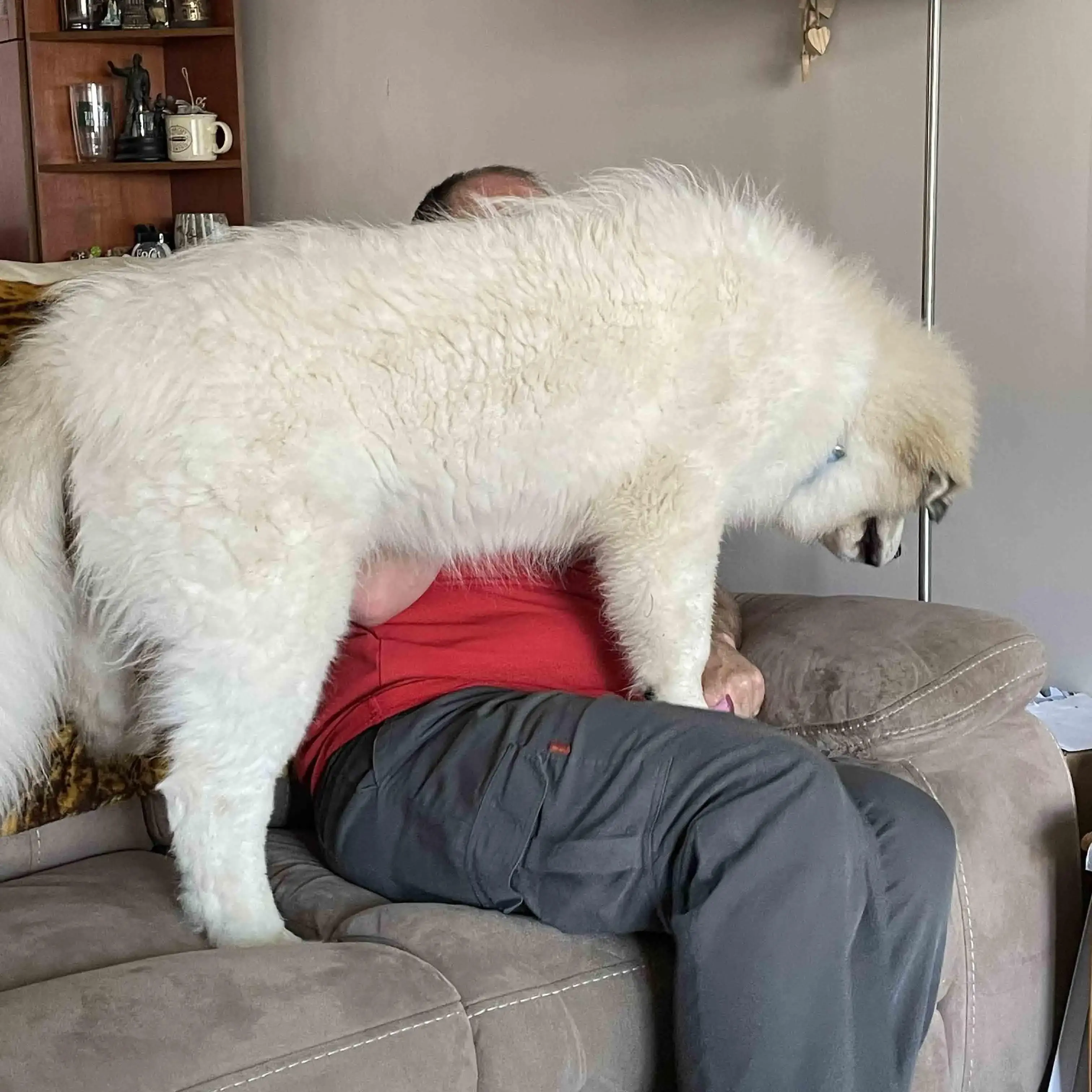 Pyrenean Mountain Dog