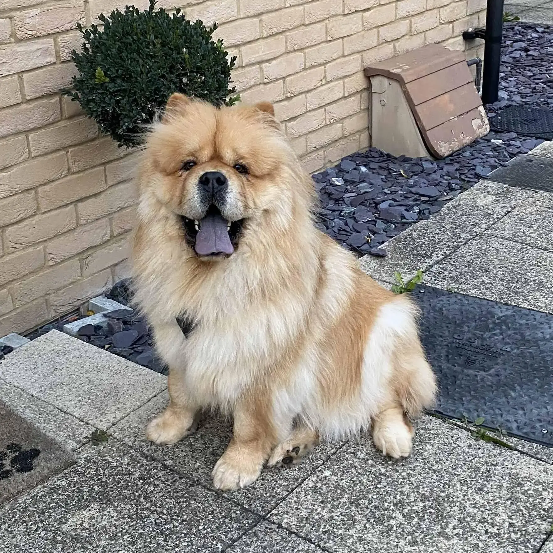Chow Chow