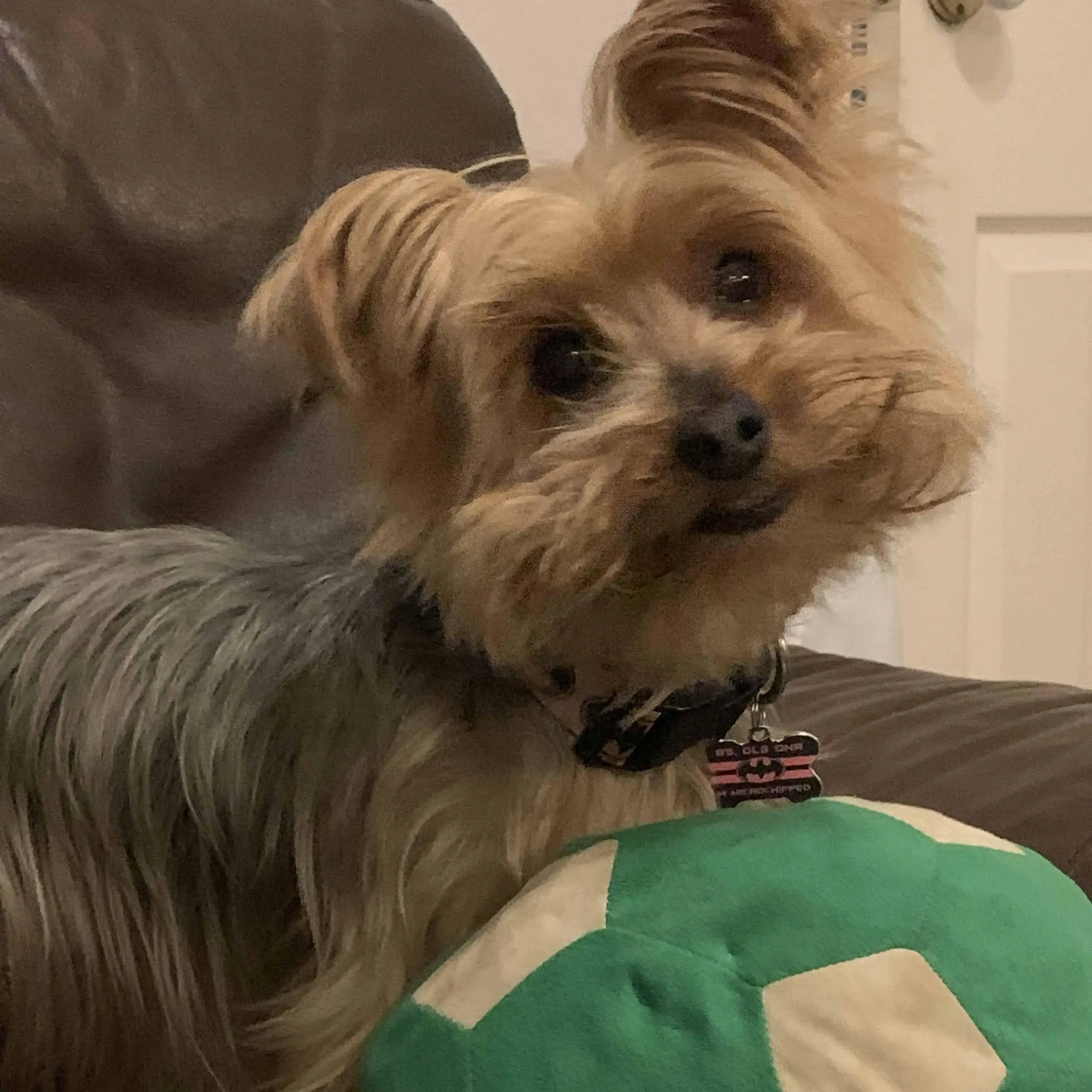 Yorkshire Terrier