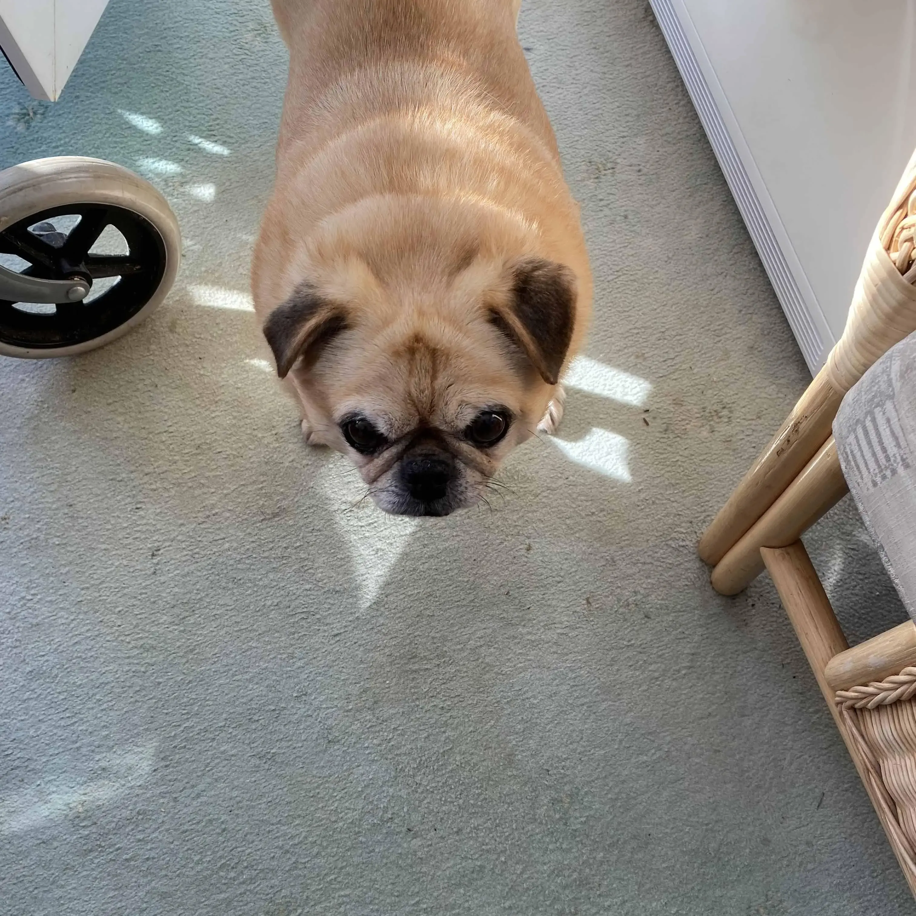 Pug 