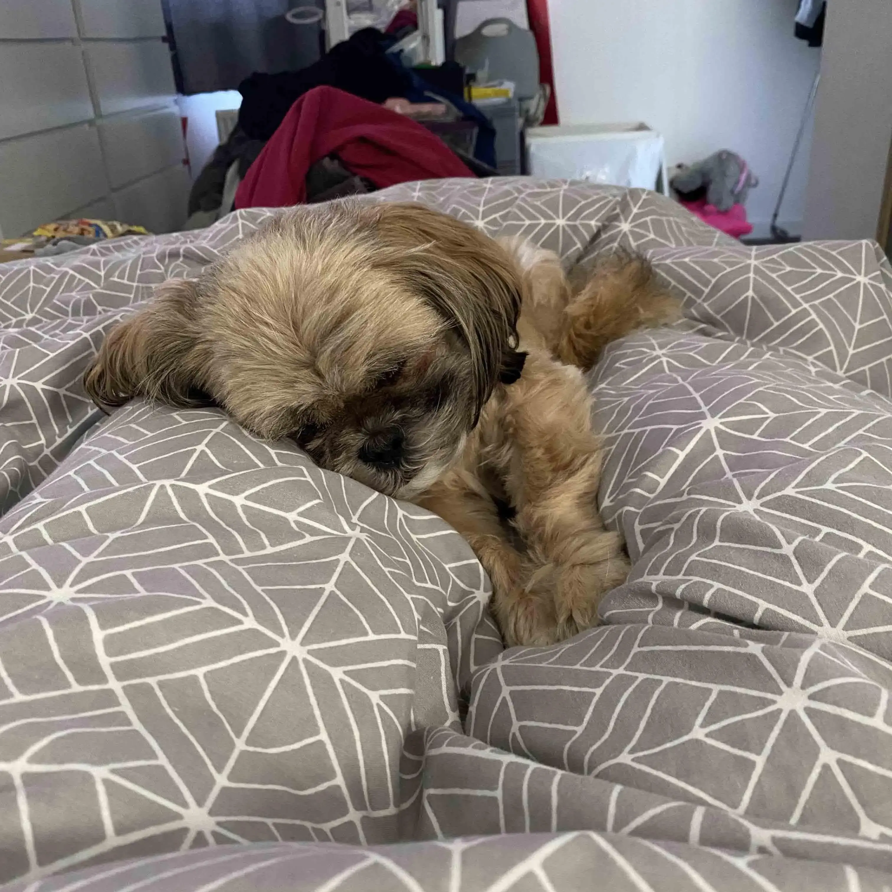 Shih Tzu
