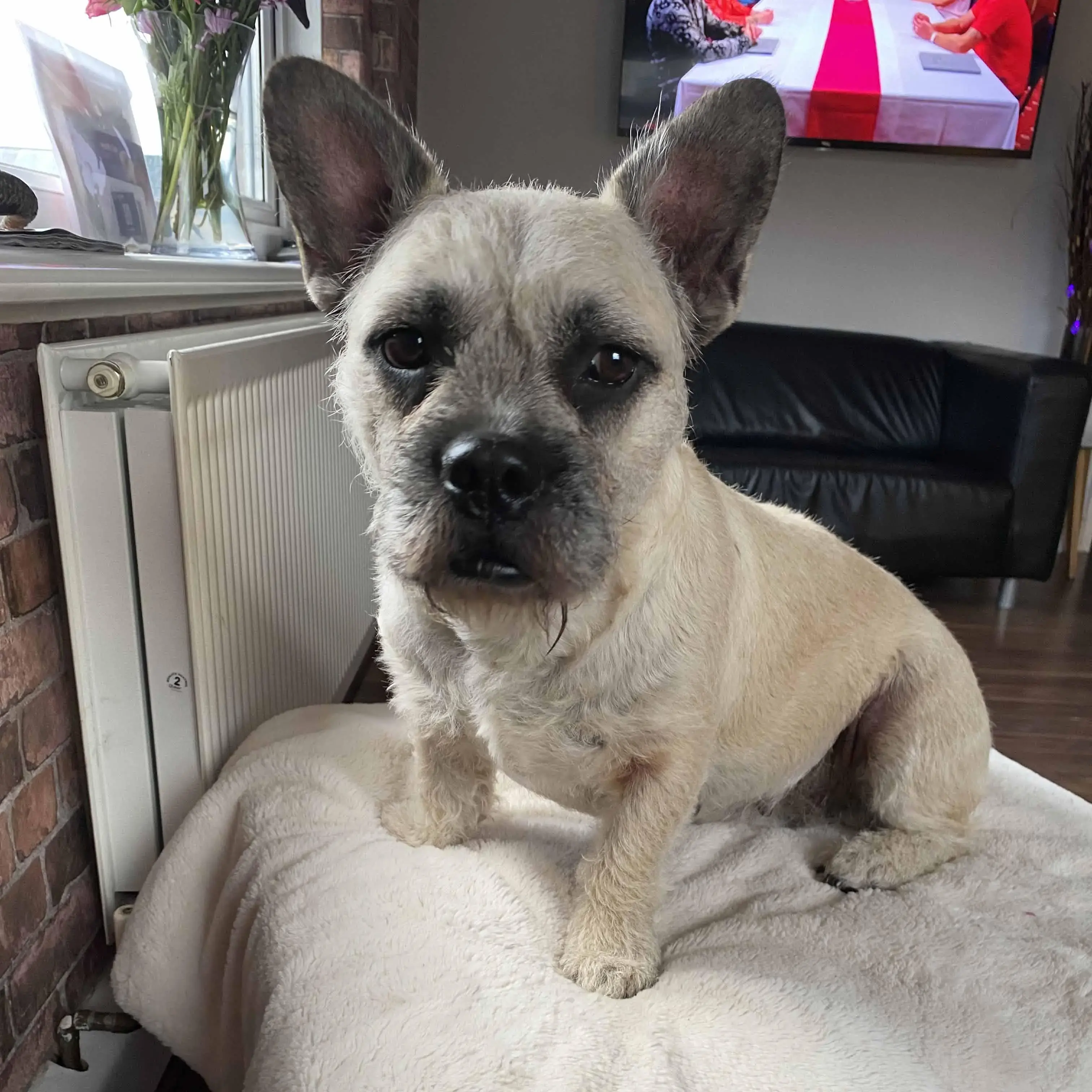 French Bulldog