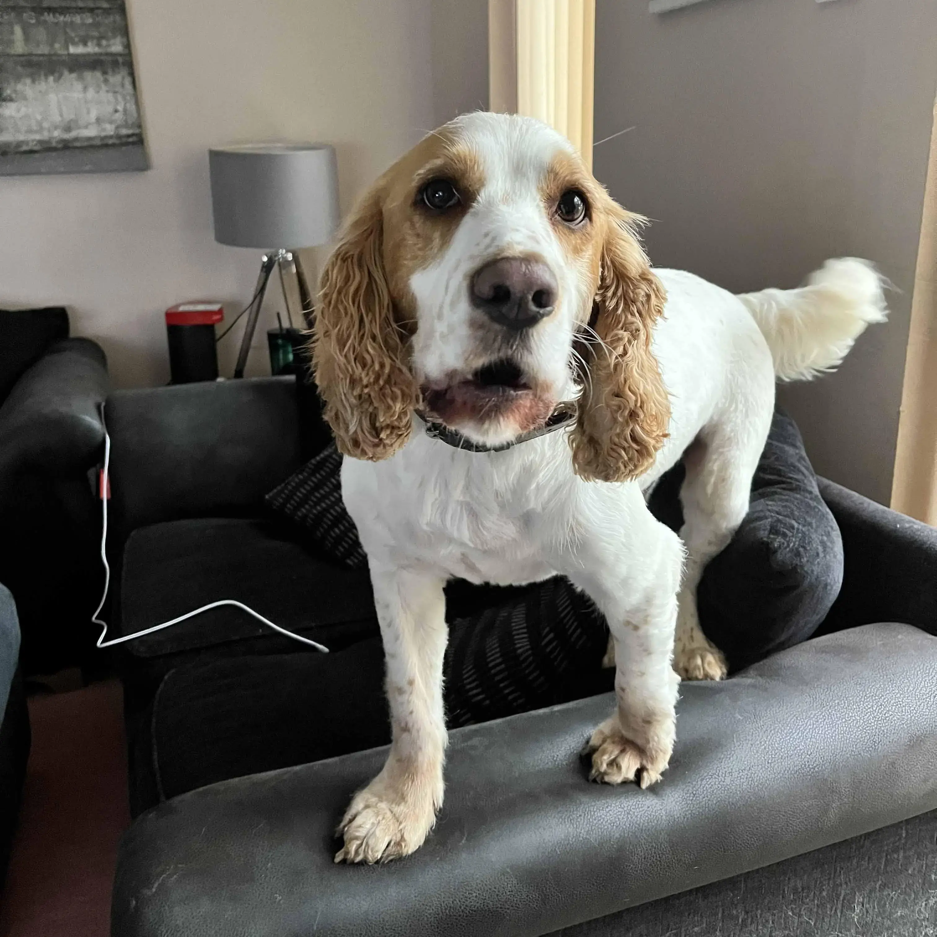 Cocker Spaniel (English)