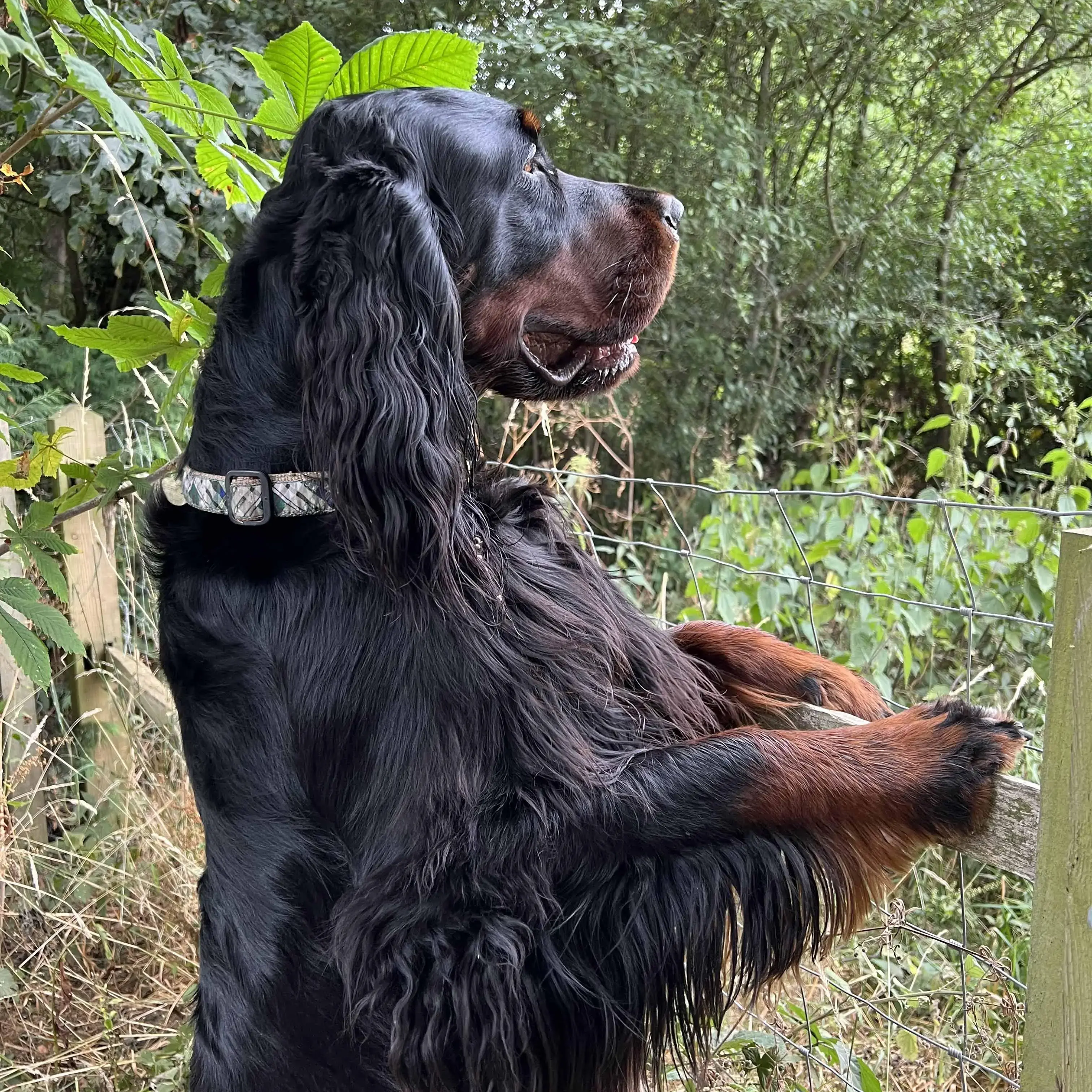Gordon Setter