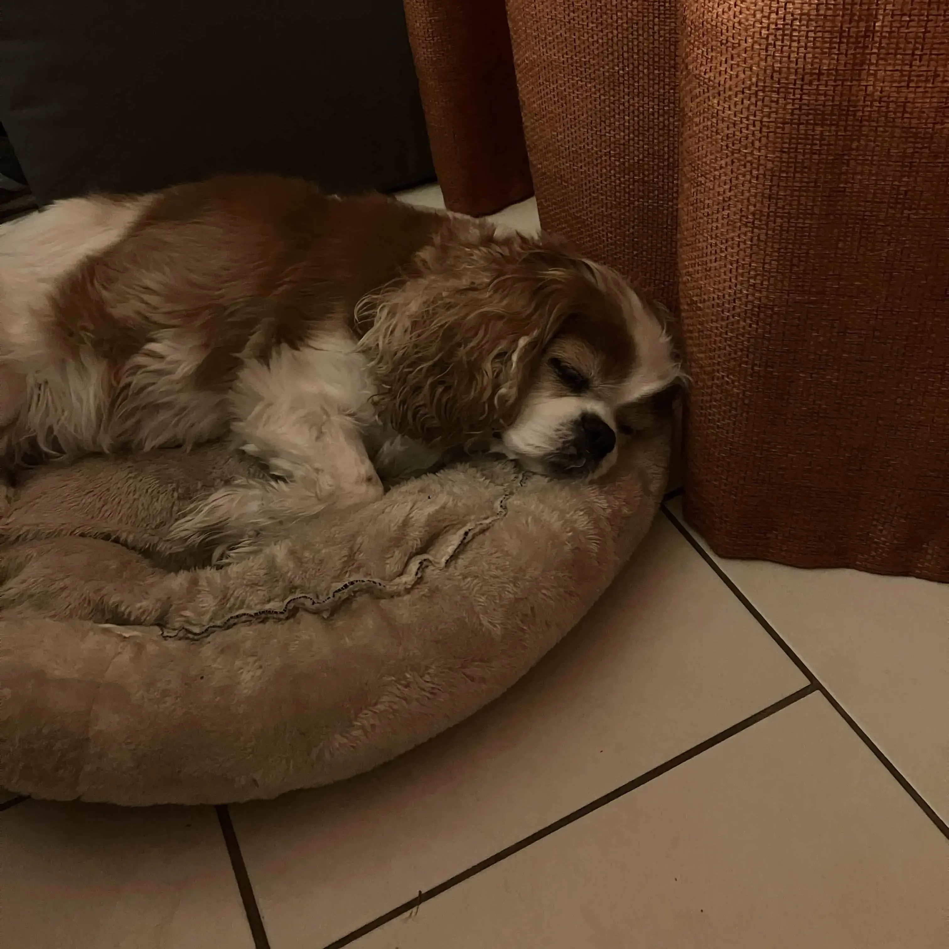 King Charles Spaniel