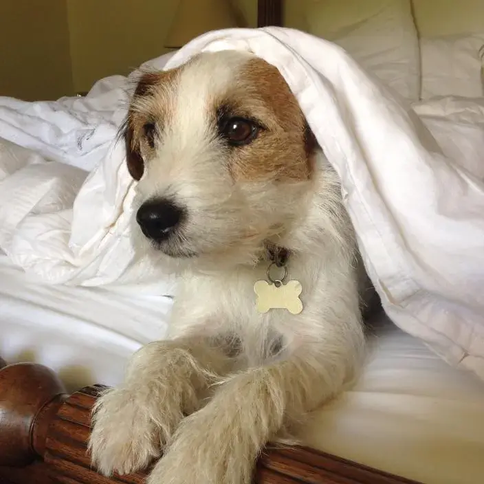 Parson Russell Terrier