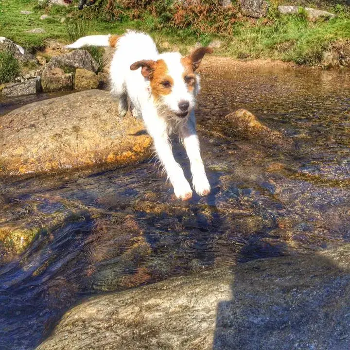Parson Russell Terrier