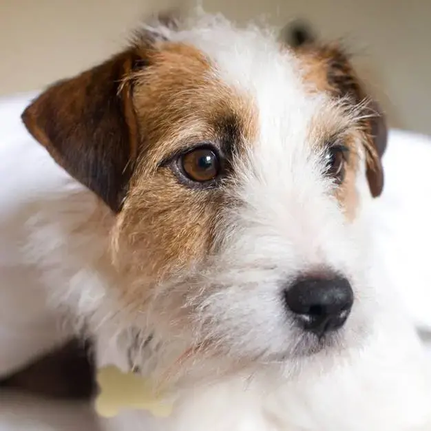 Parson Russell Terrier