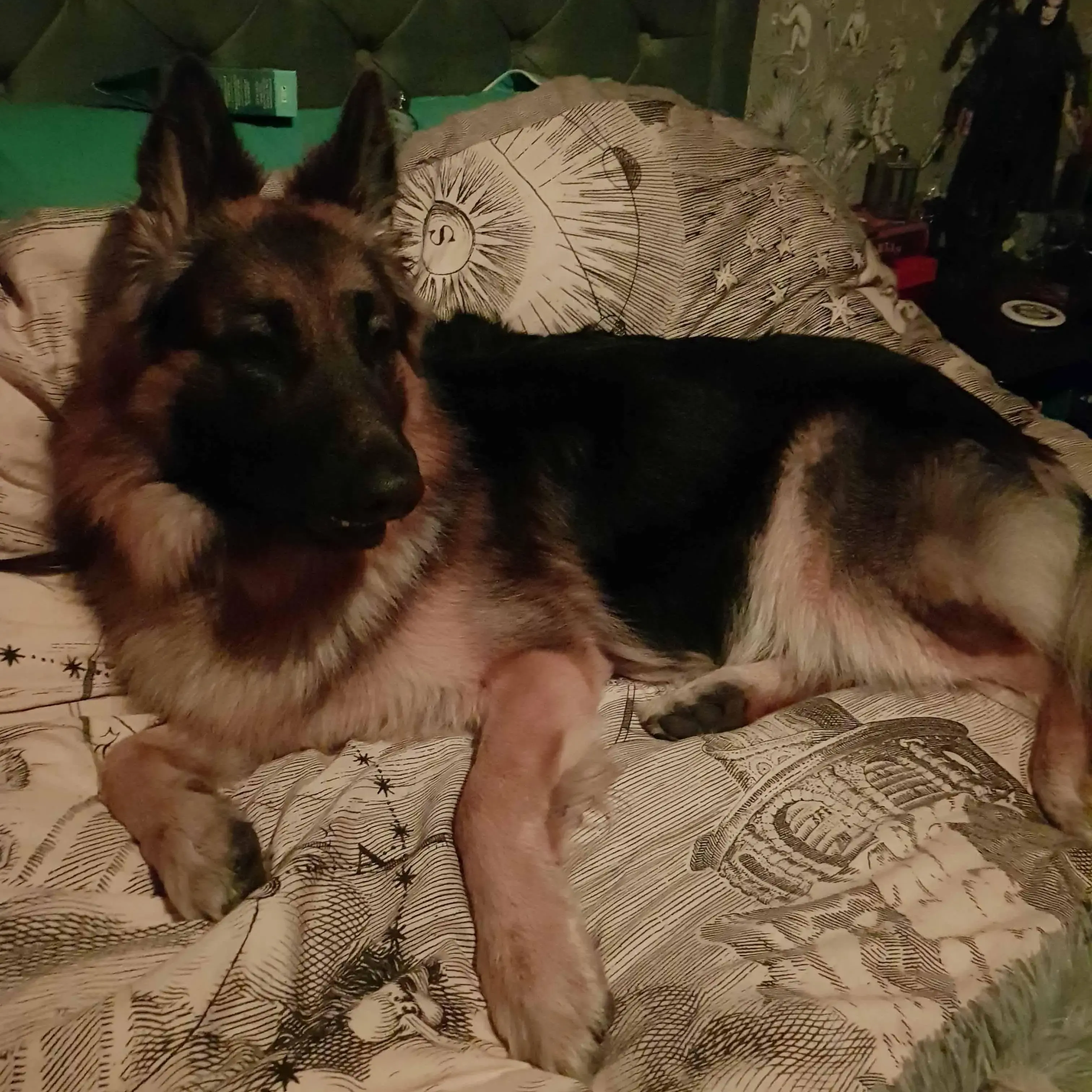German Shepherd Dog