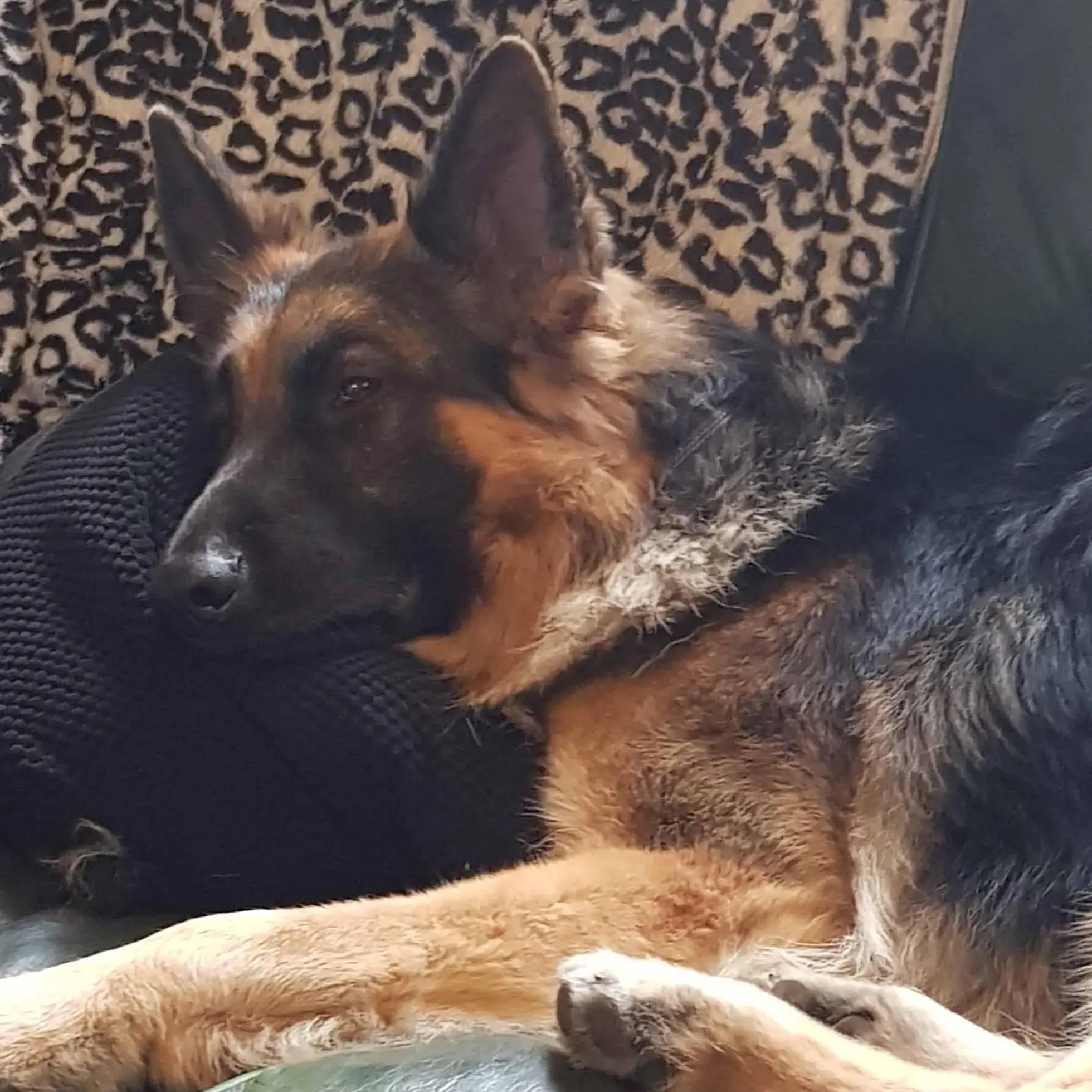 German Shepherd Dog
