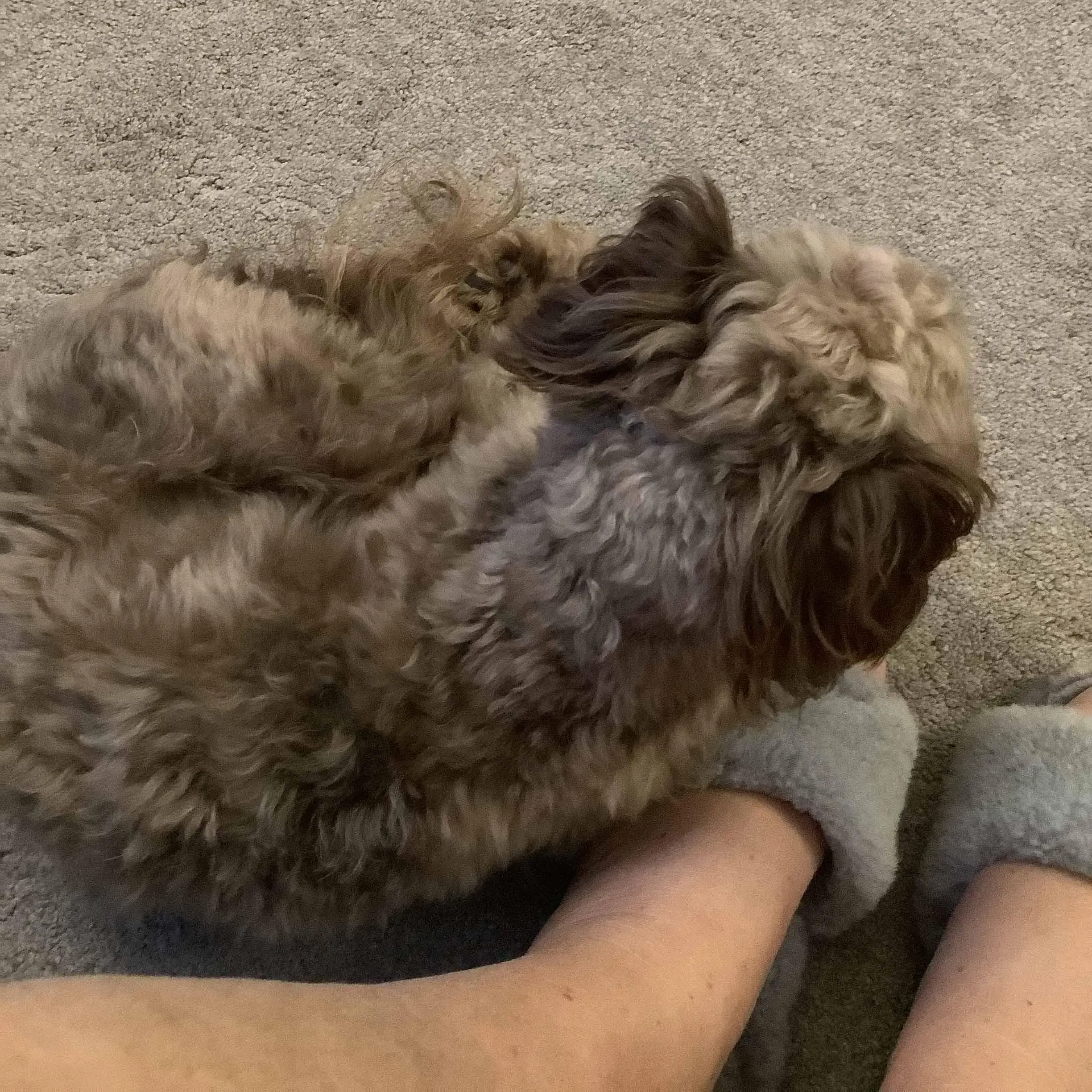 Poodle (Miniature) 