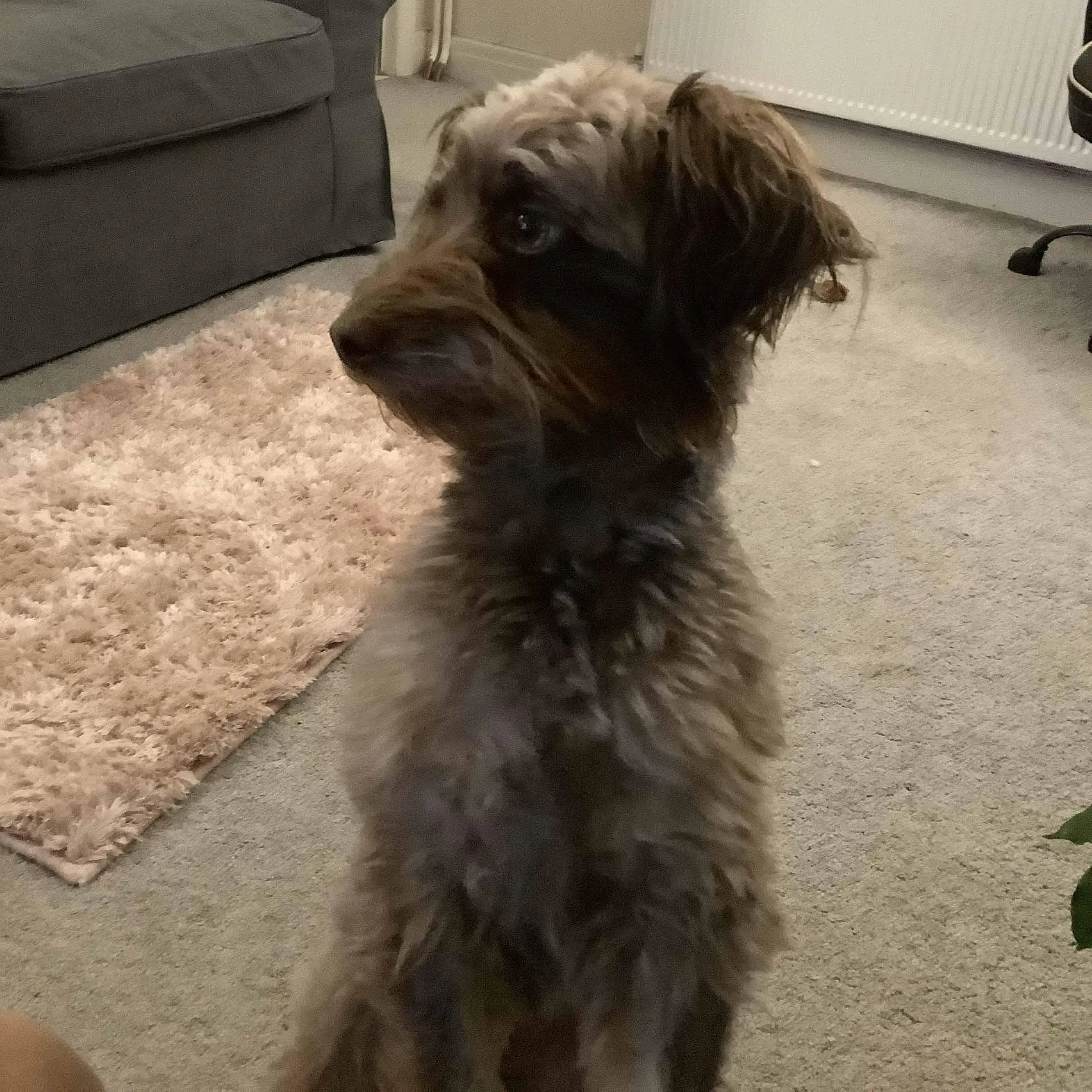 Poodle (Miniature) 