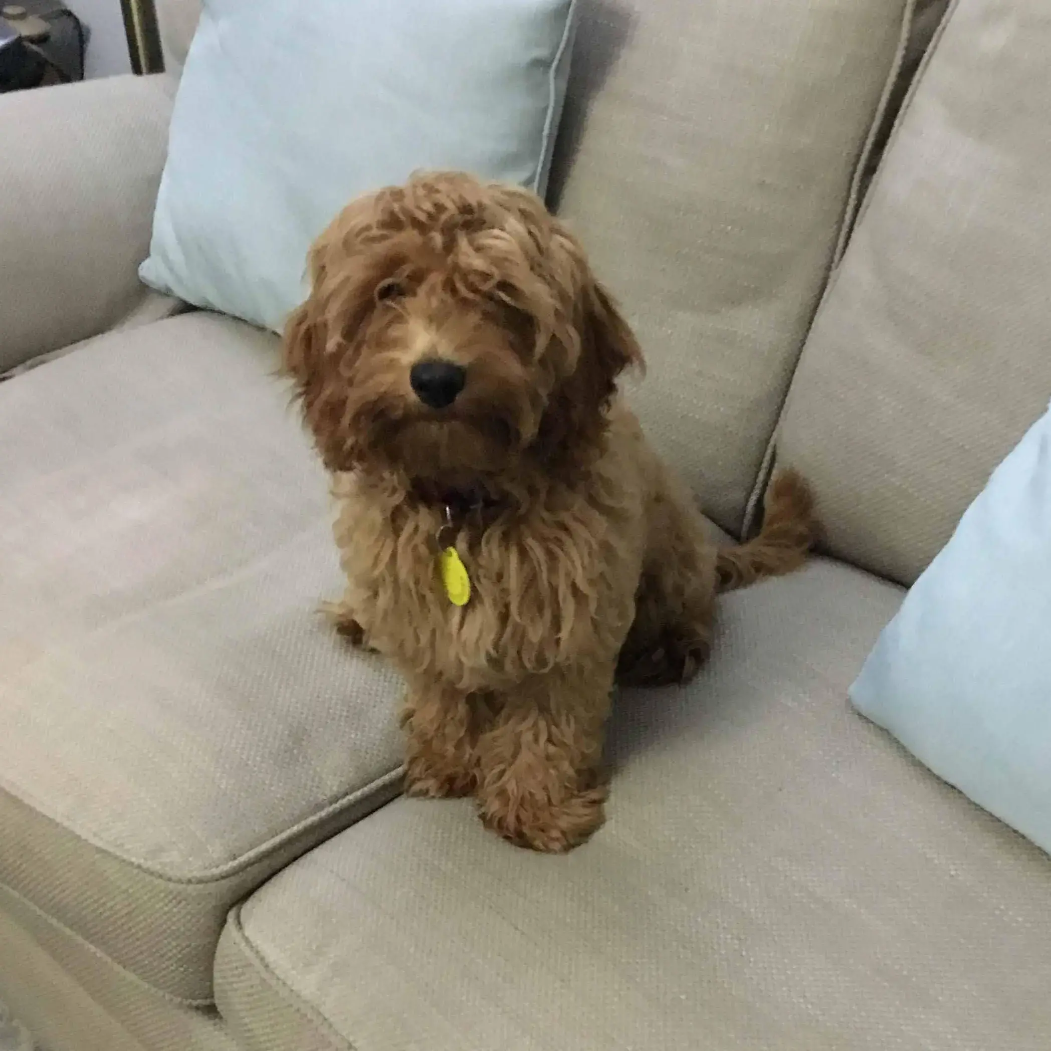 Poodle (Miniature) 