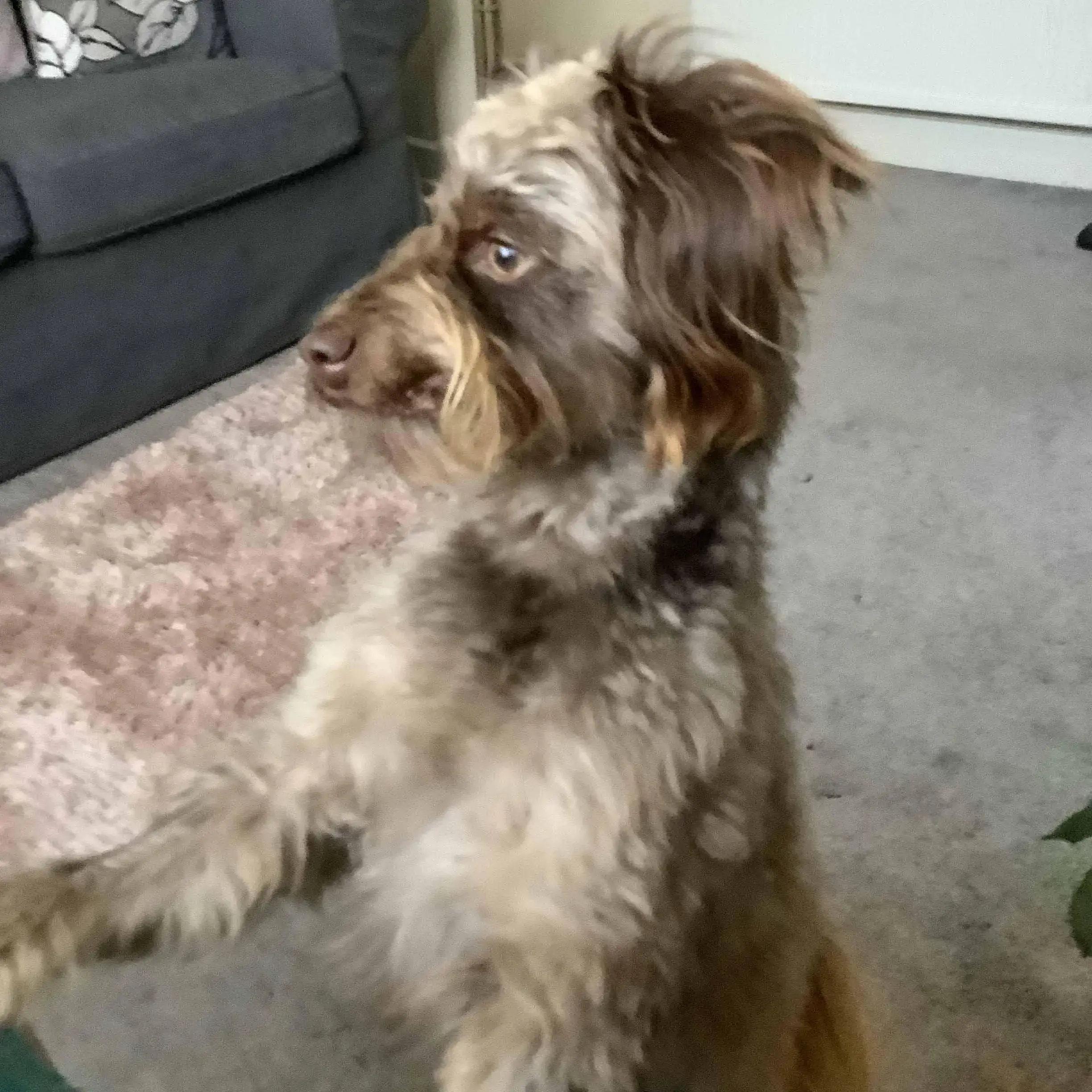 Poodle (Miniature) 
