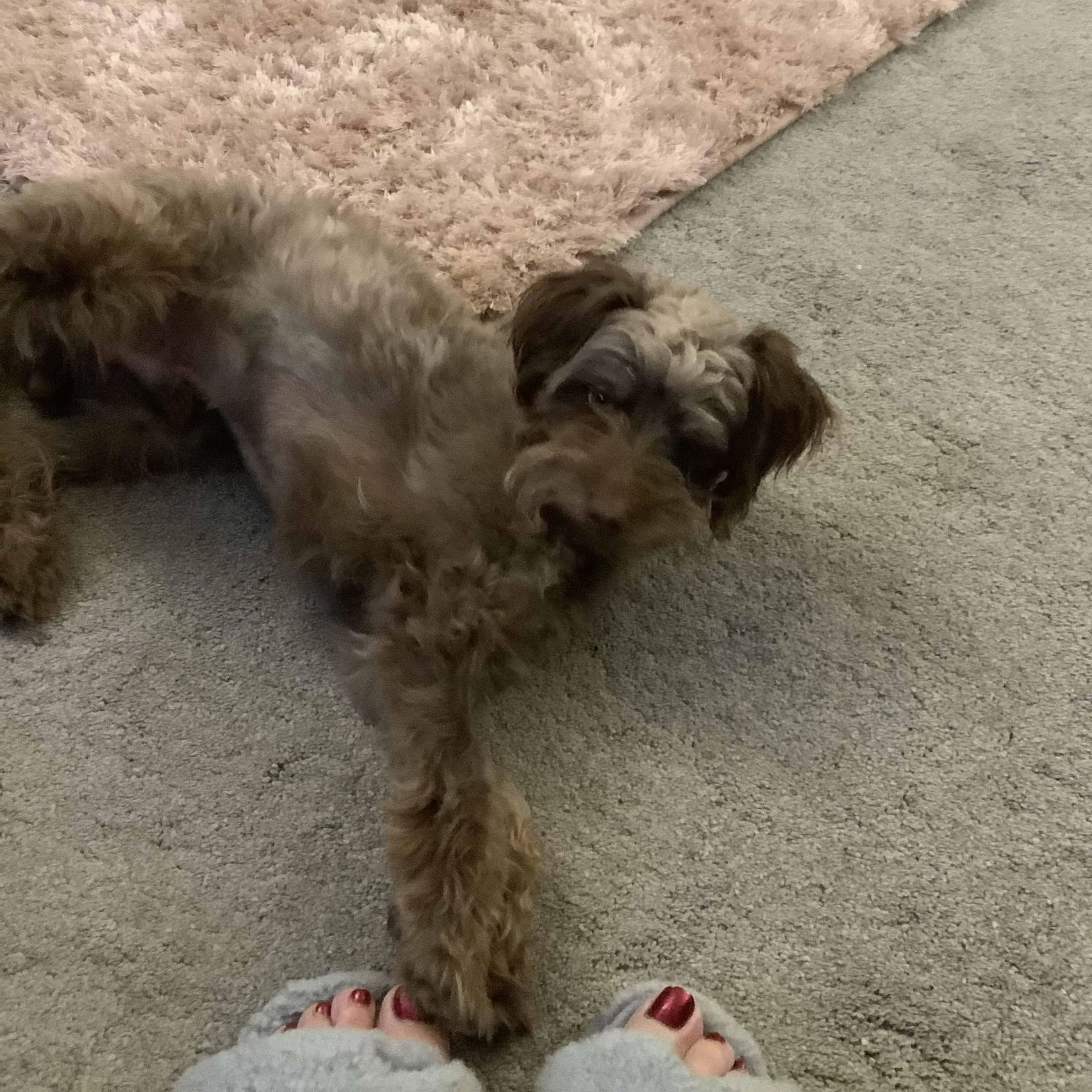 Poodle (Miniature) 