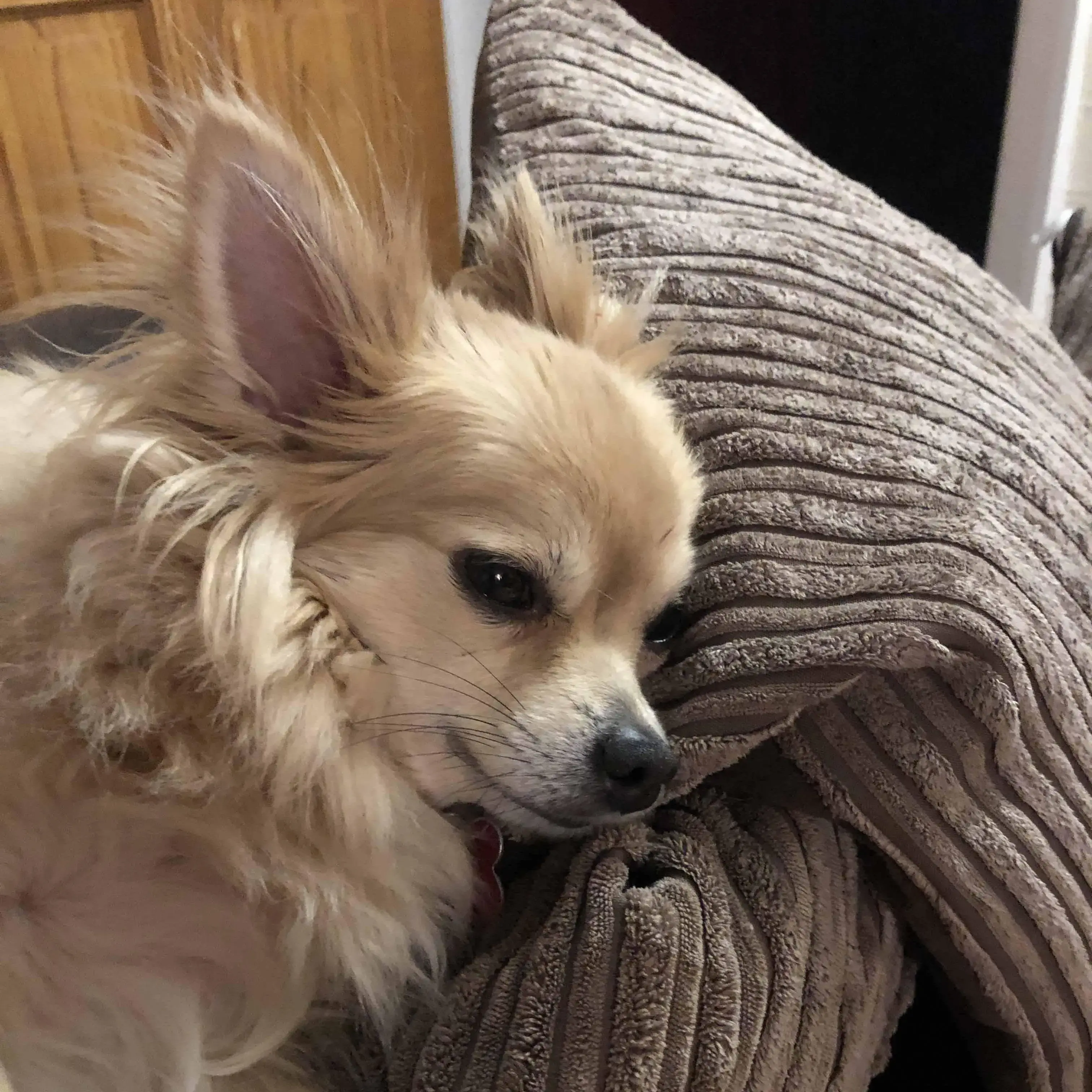 Pomeranian