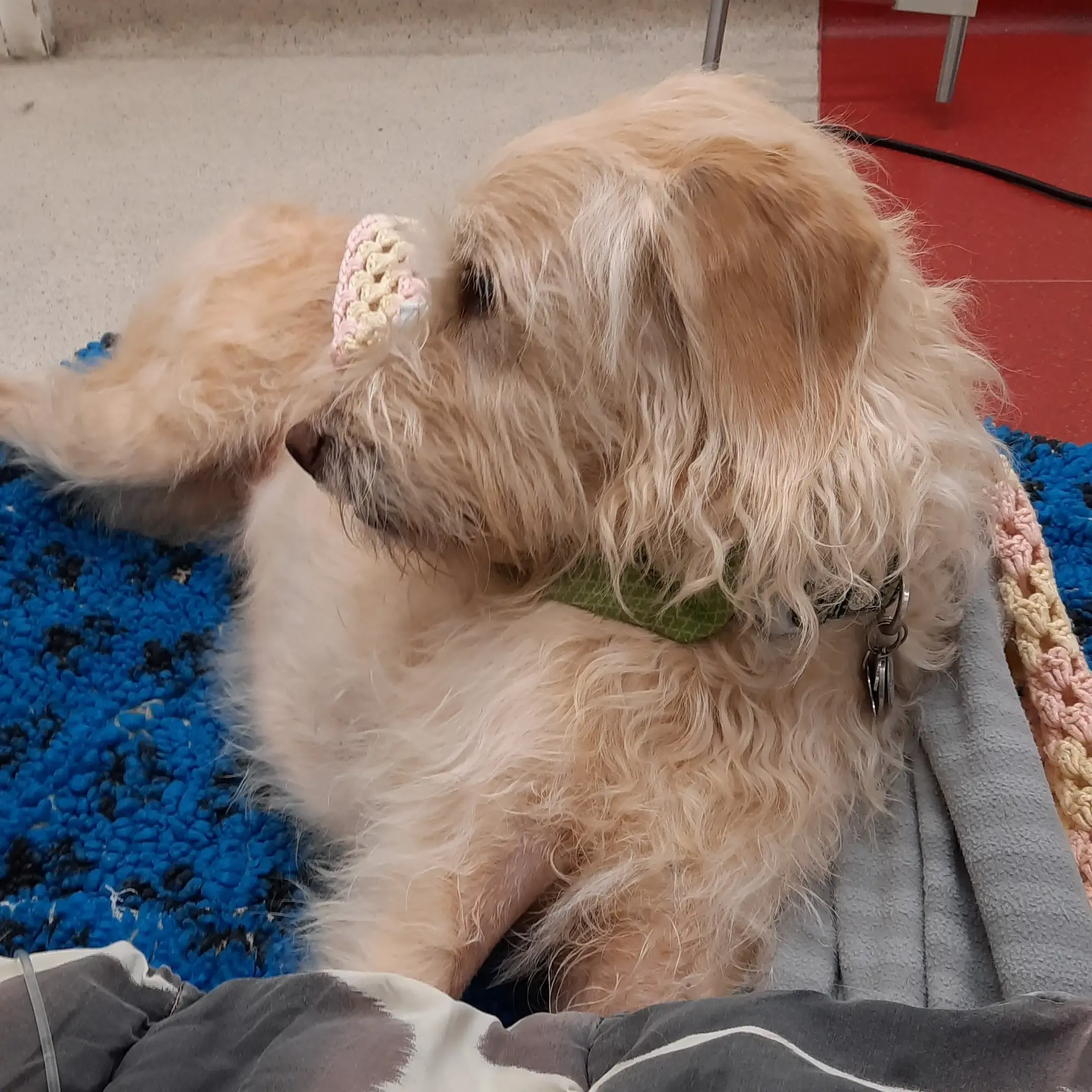 Labradoodle